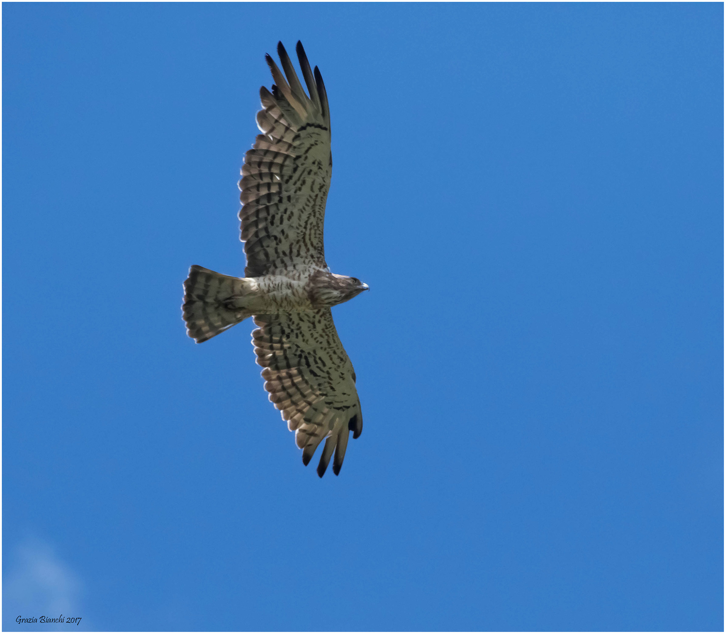 Biancone - Alpi Marittime
