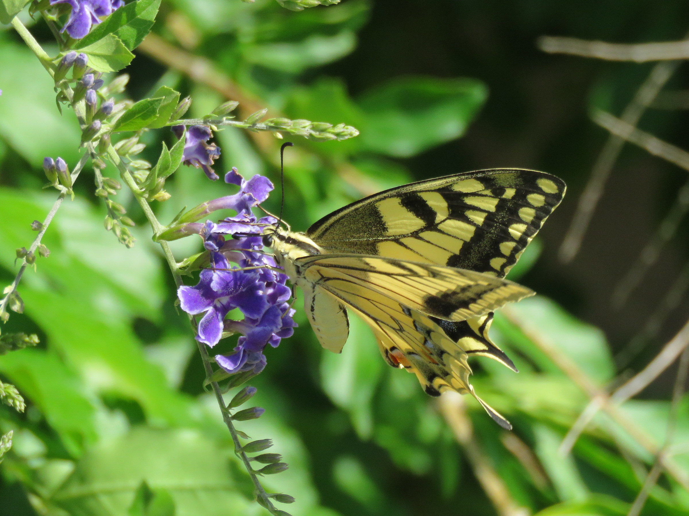 Papilio machaon