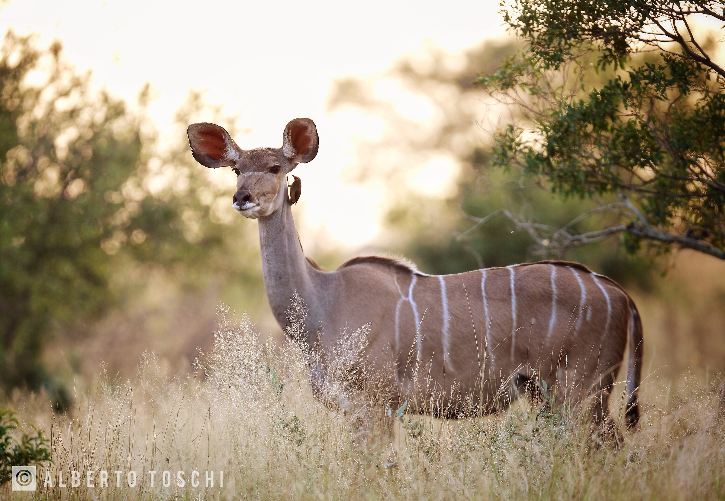 Kudu's female