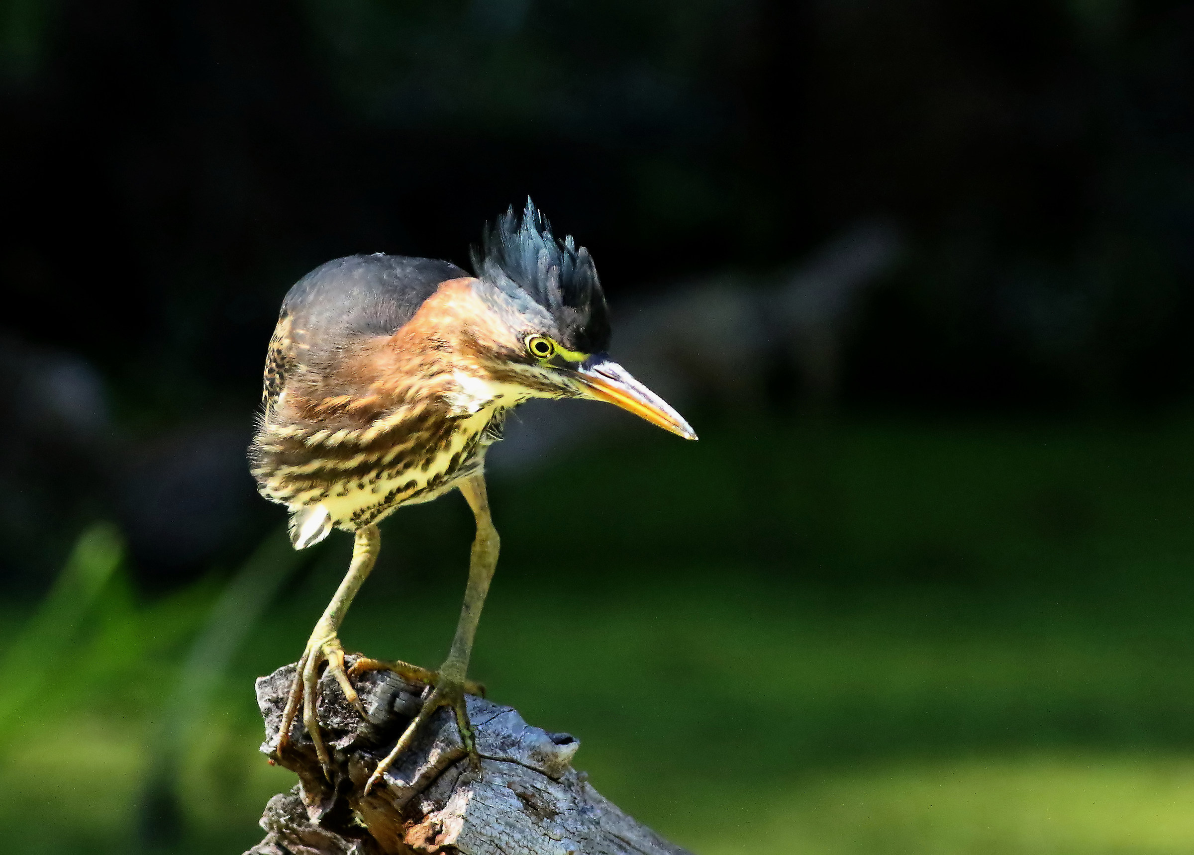 Miniatura "Velocoraptor"