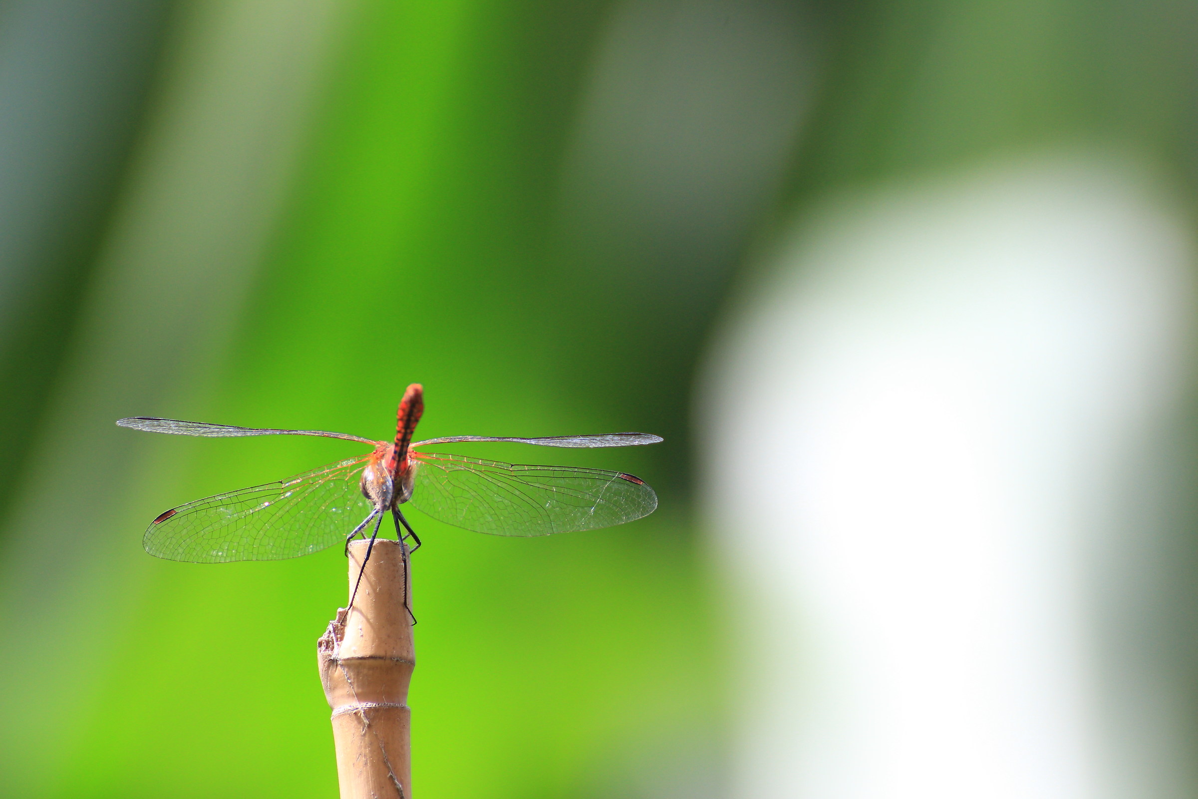 Libellula lato b