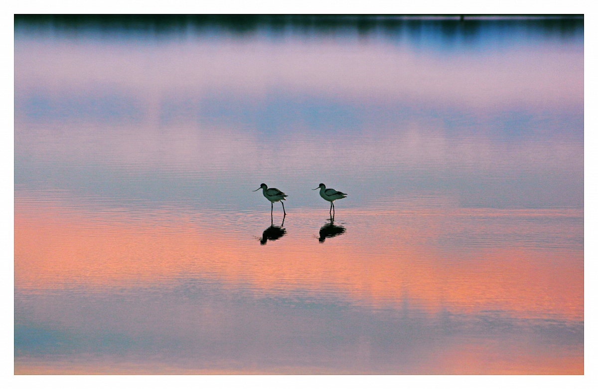 Avocets