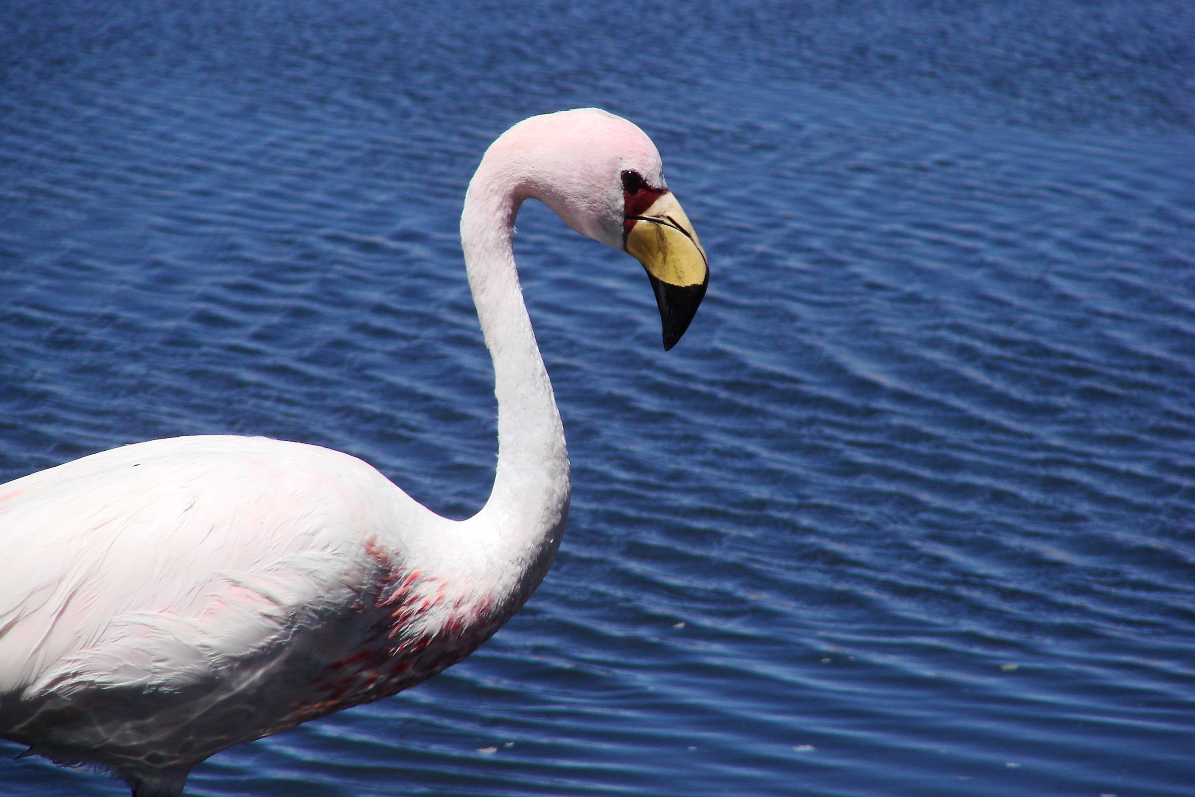 Bolivia. Flamingo
