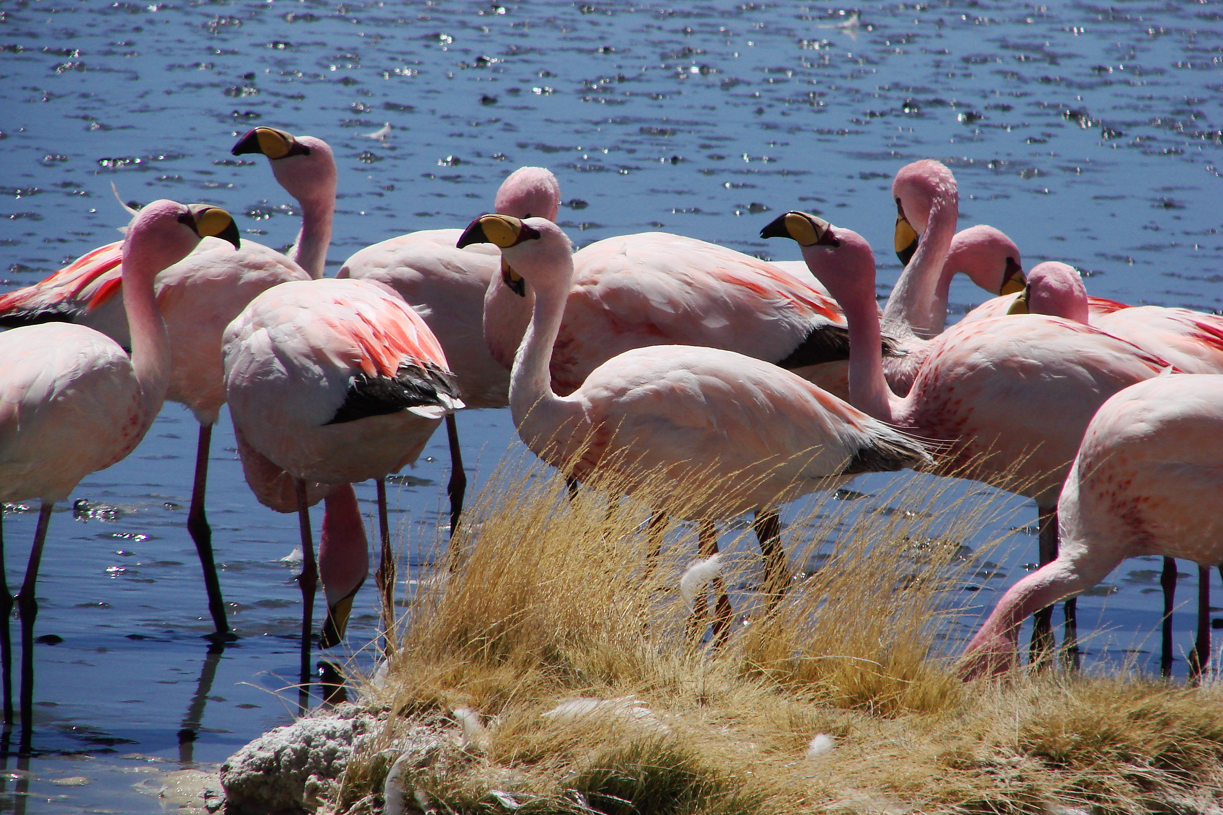 Bolivia. Flamingos