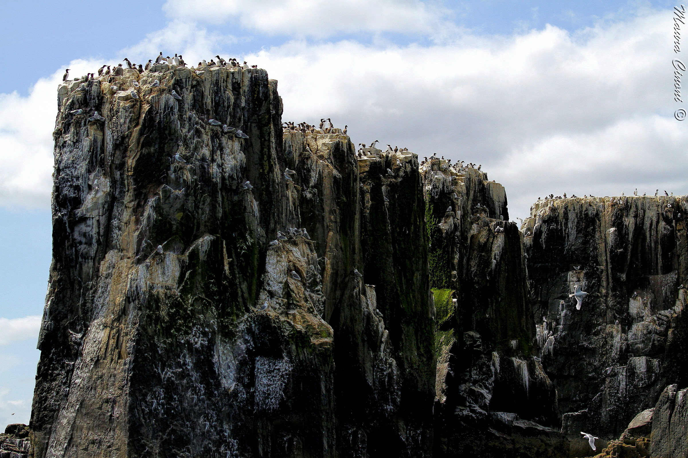 Staple Island