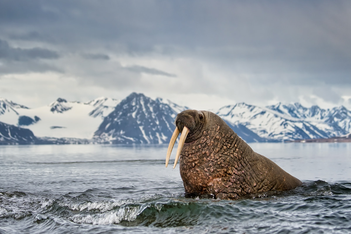 Walrus