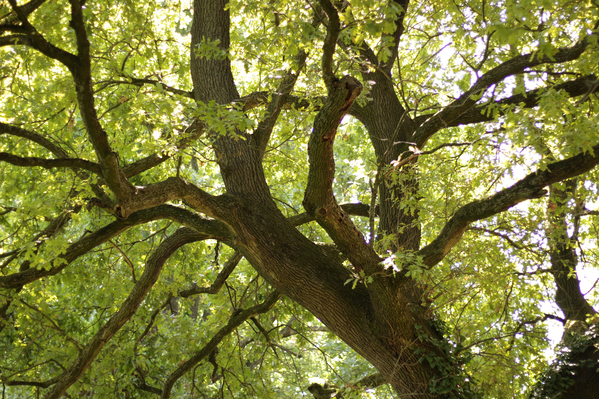 Oak tree