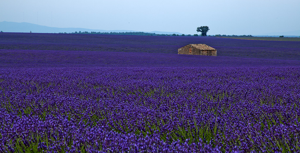 Lavender Fields