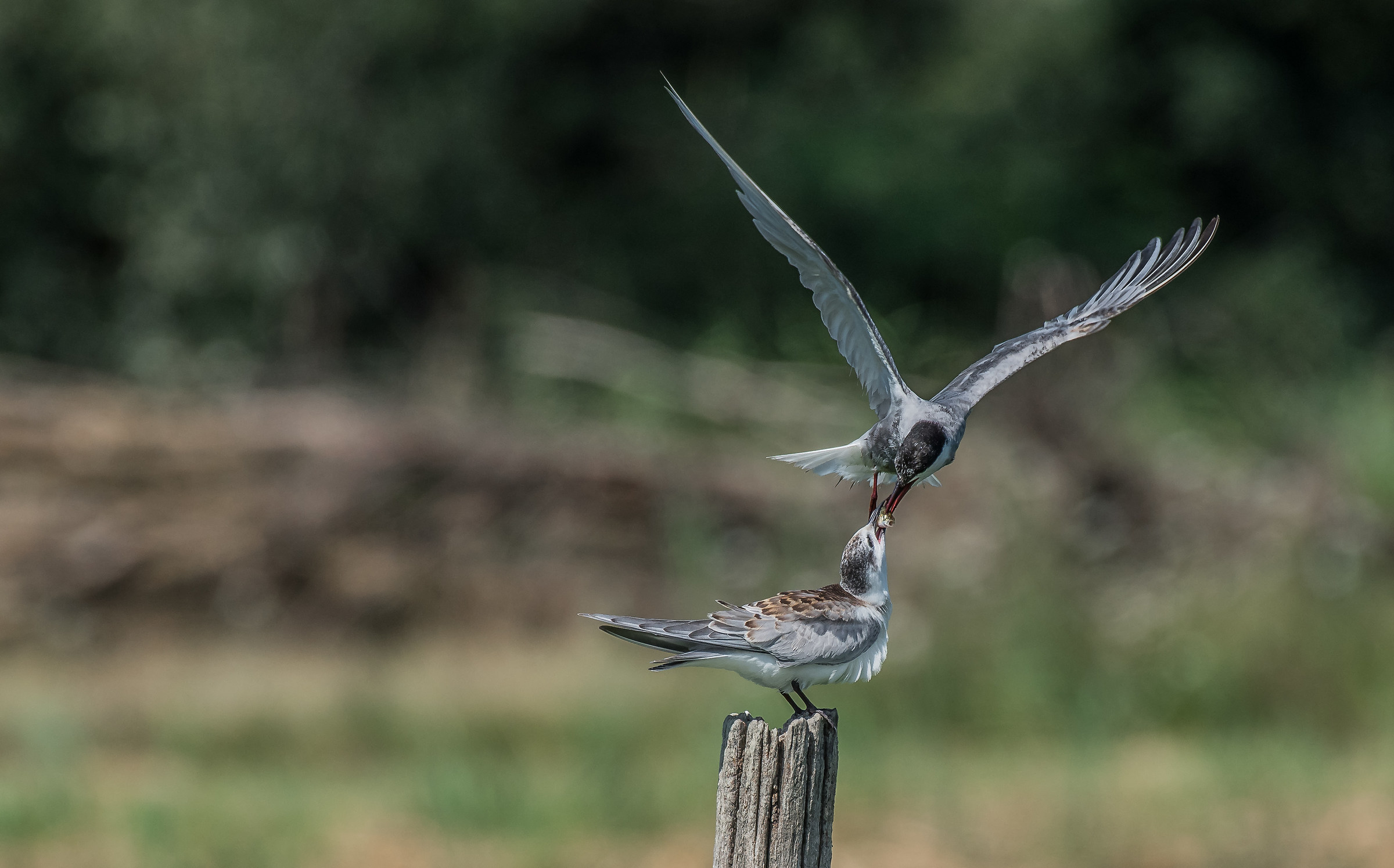 Embedded in the sternum