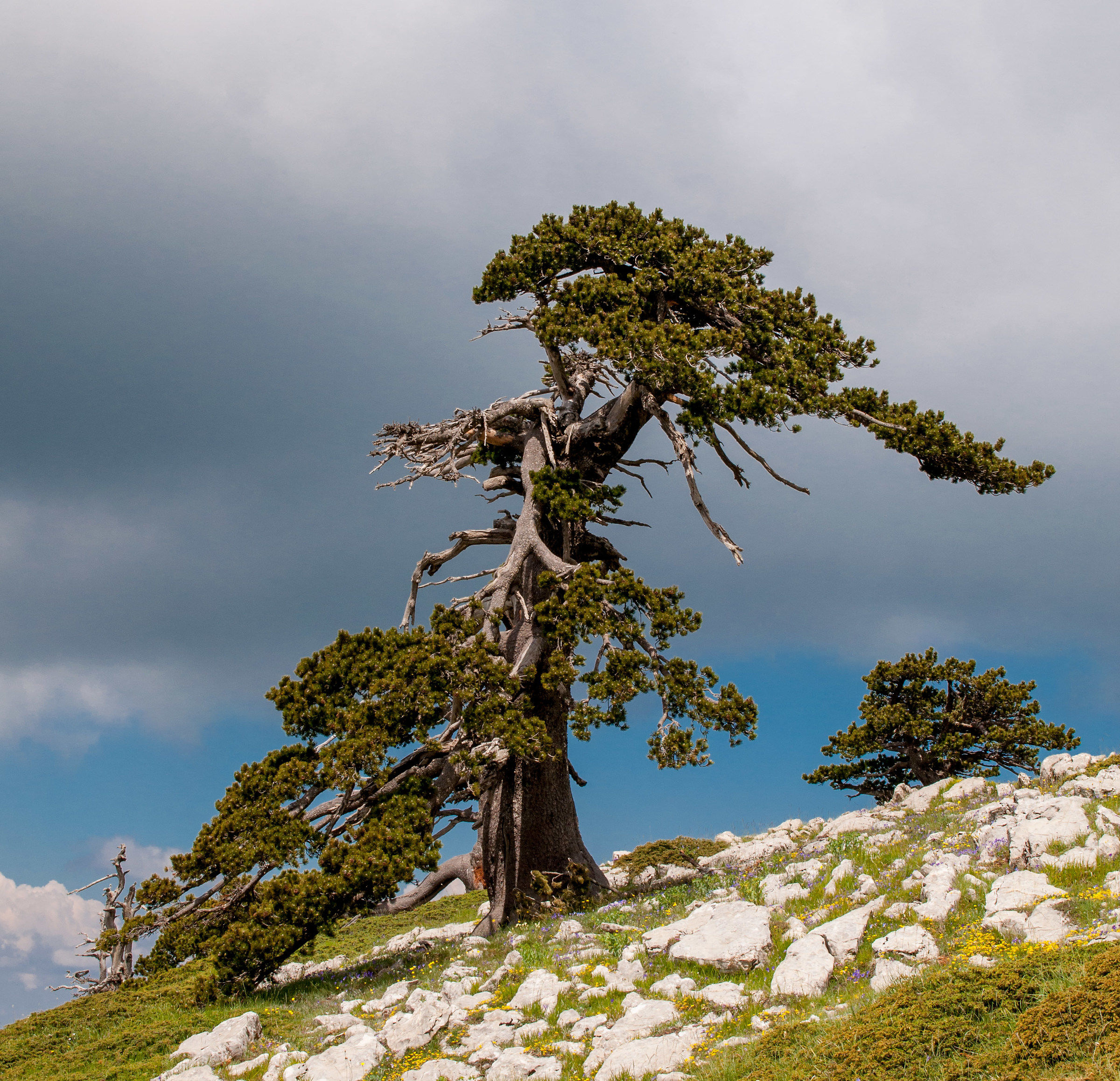 Exemplary pine loricate "the pollen guardian"
