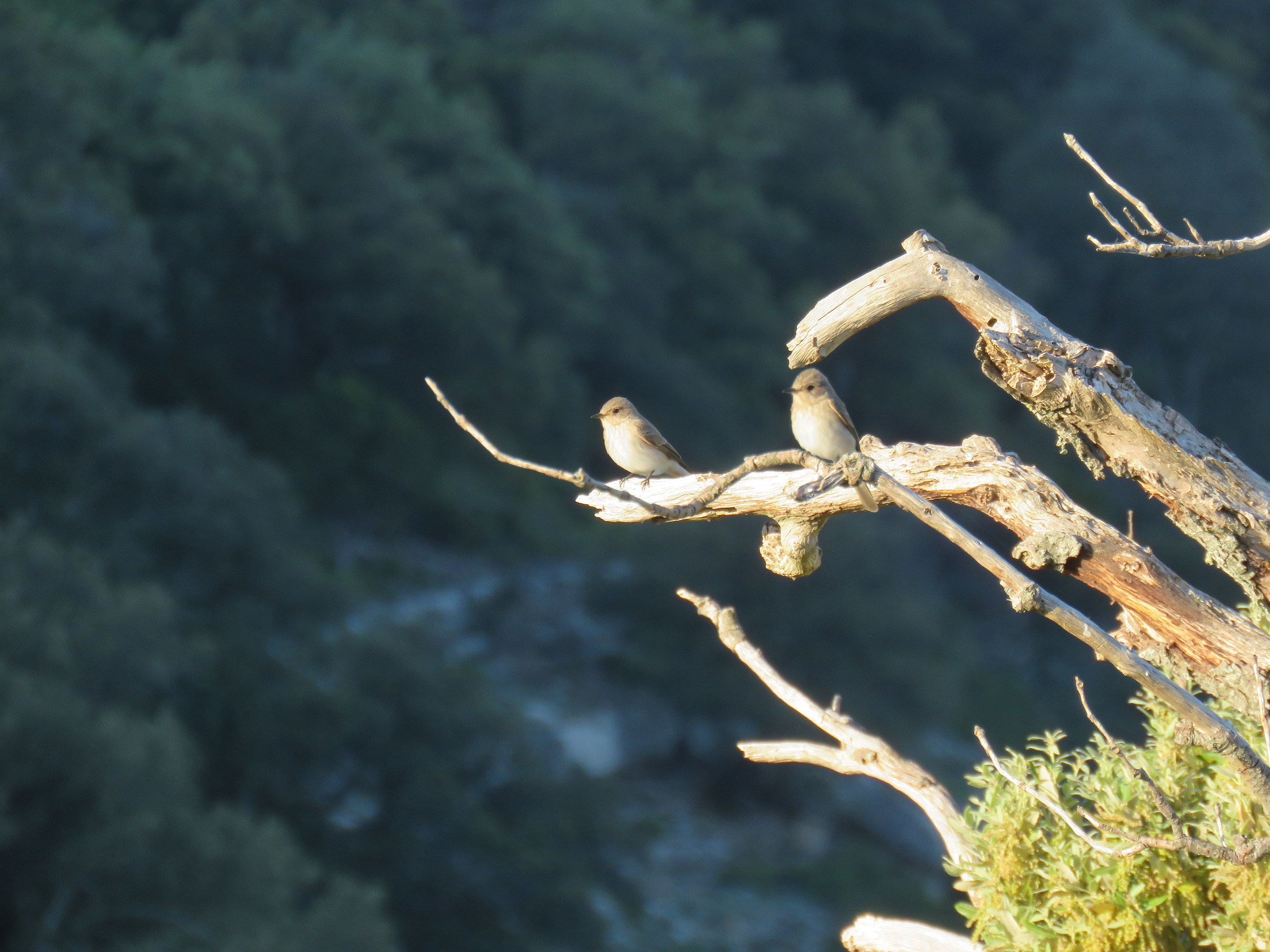 ..in alarm, the nest is near ...