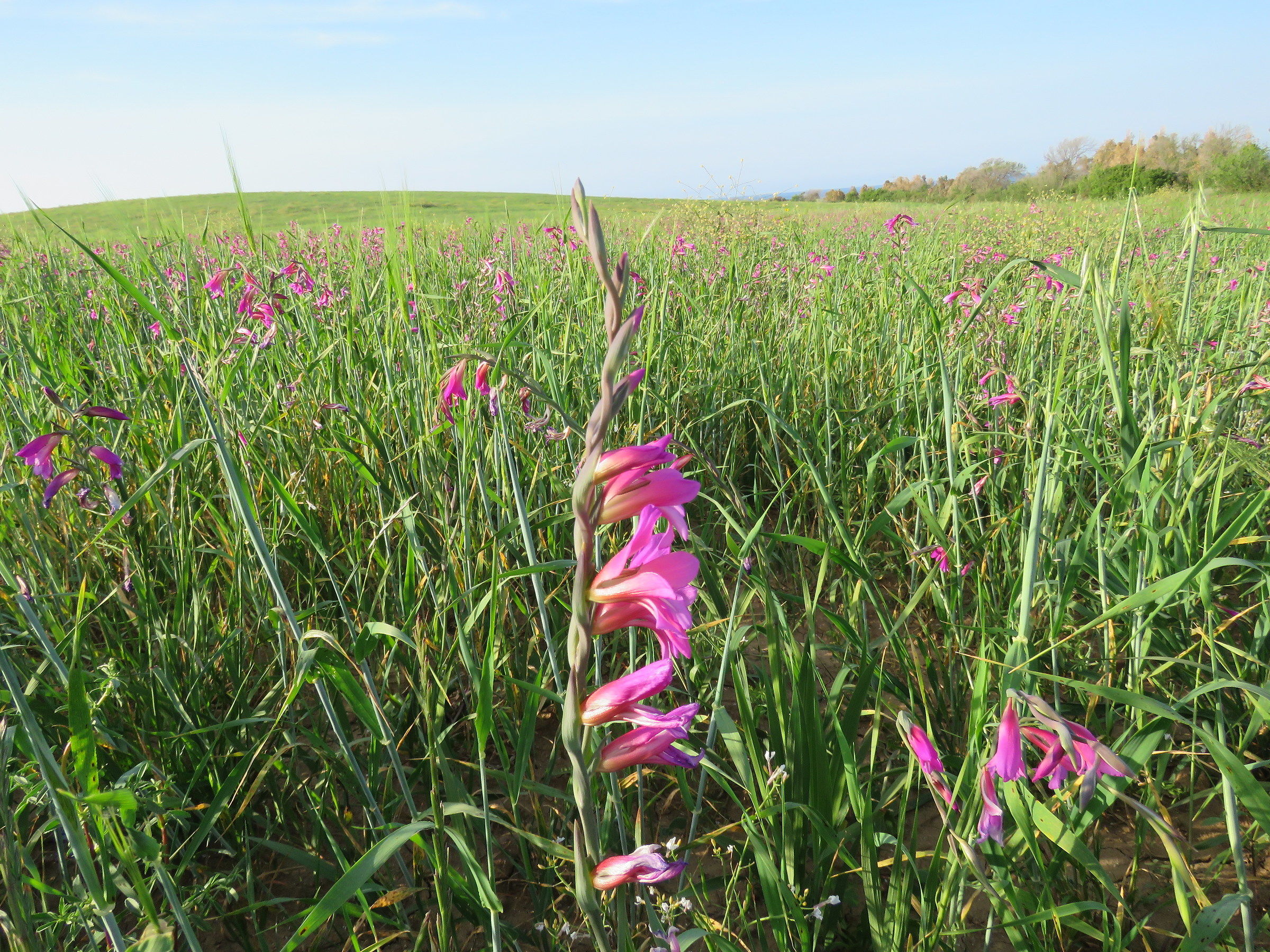 Gladiolus ... viral ...