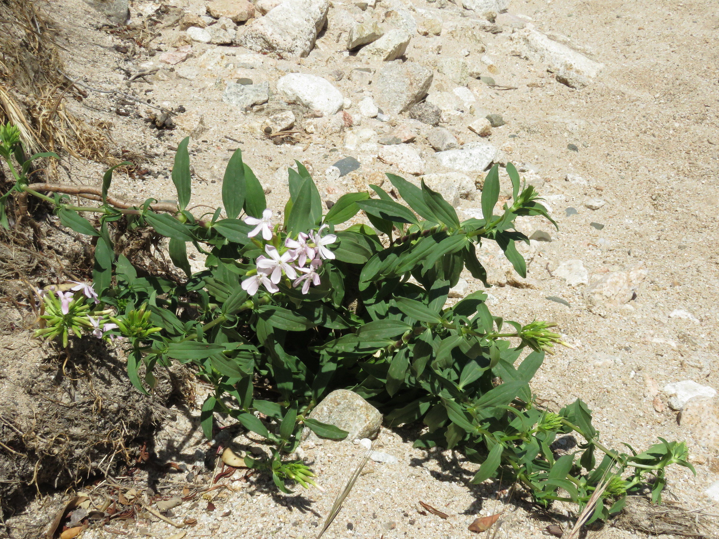 Saponaria officinalis