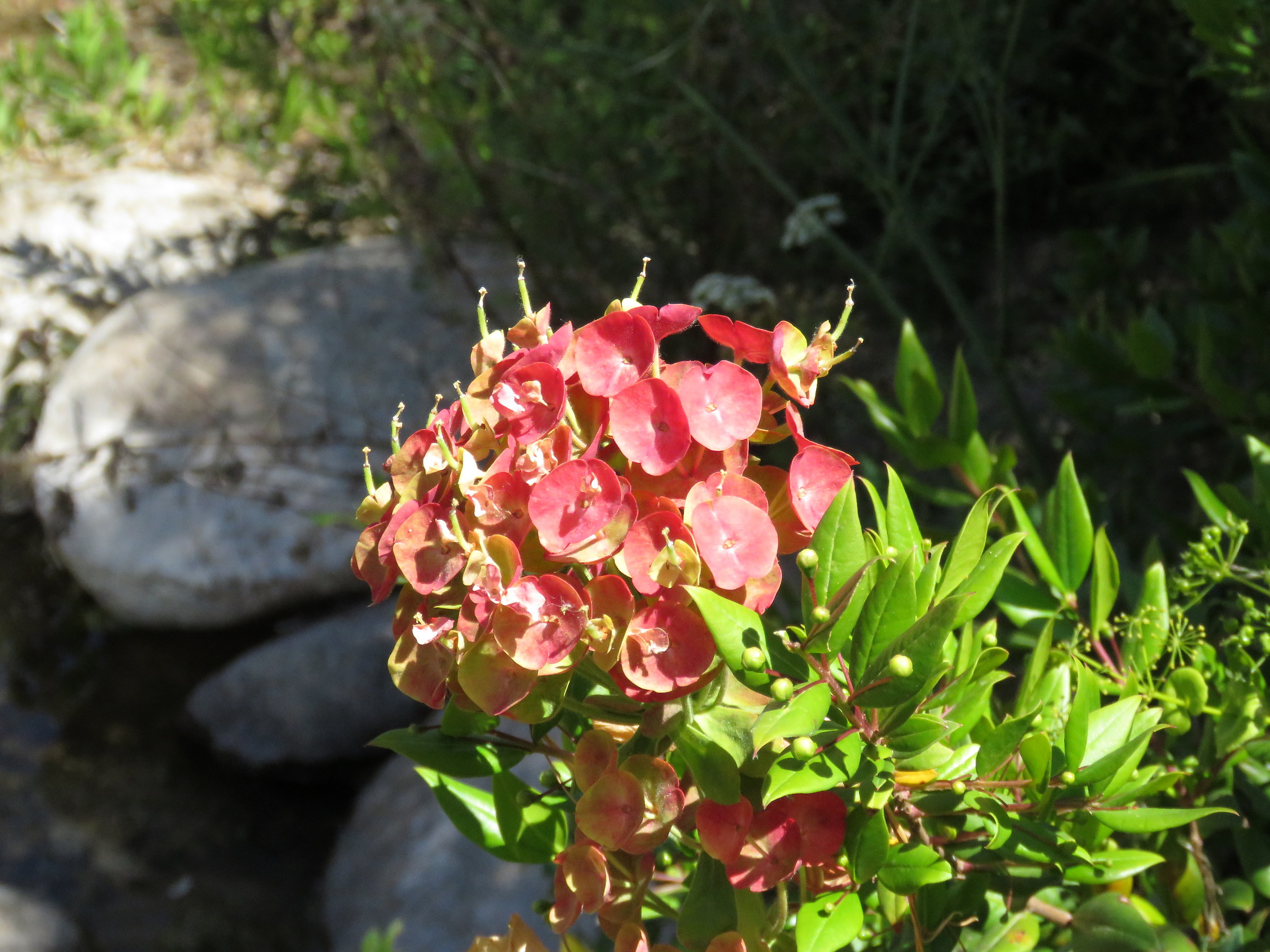 Euphorbia c. And Myrtus c.