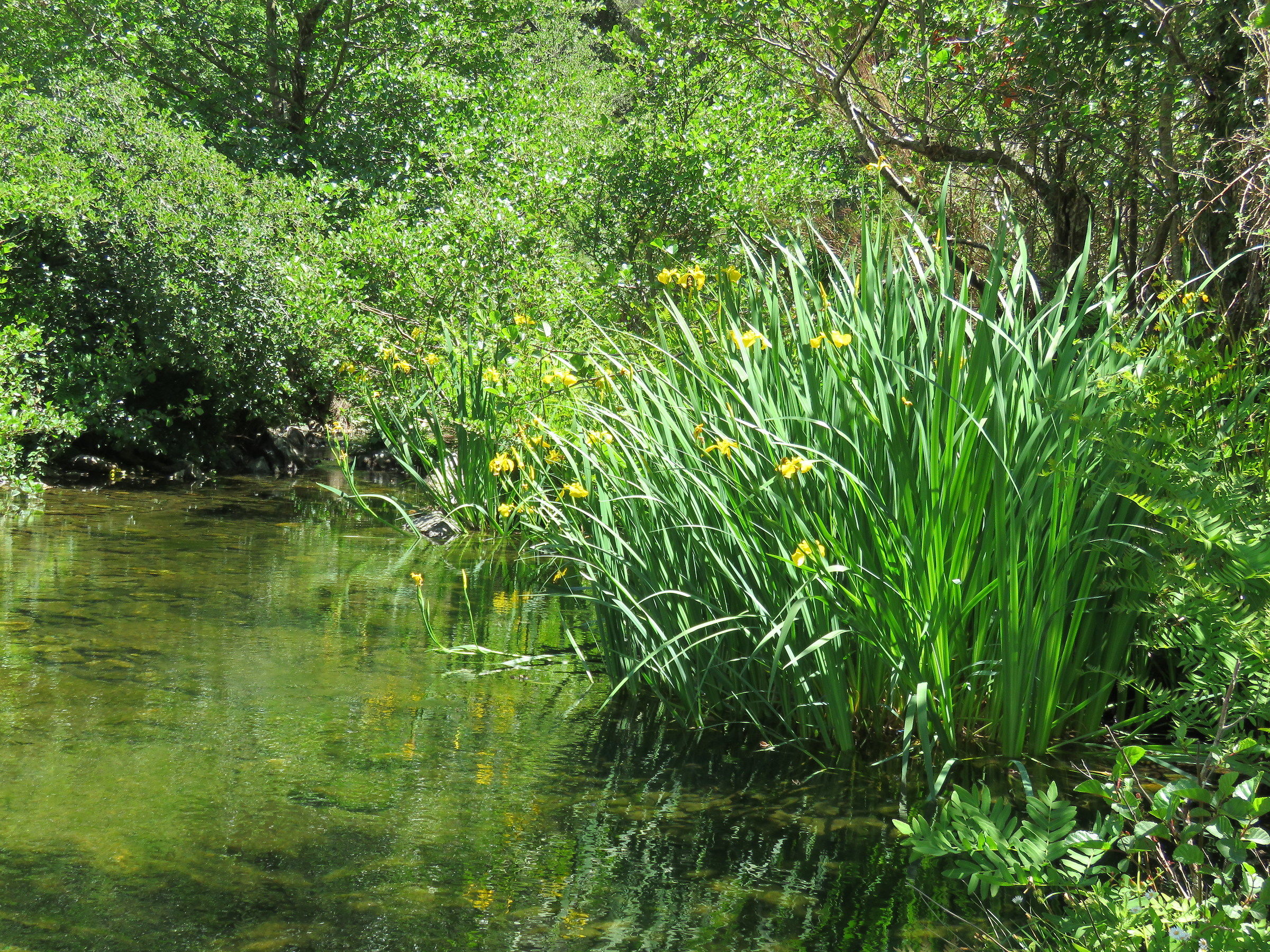 Ogliastra, aquatic blooms (Iris pseudacorus)