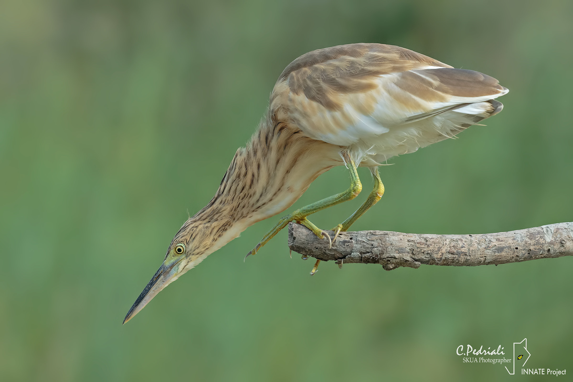 Sgarza ciuffetto in pesca...