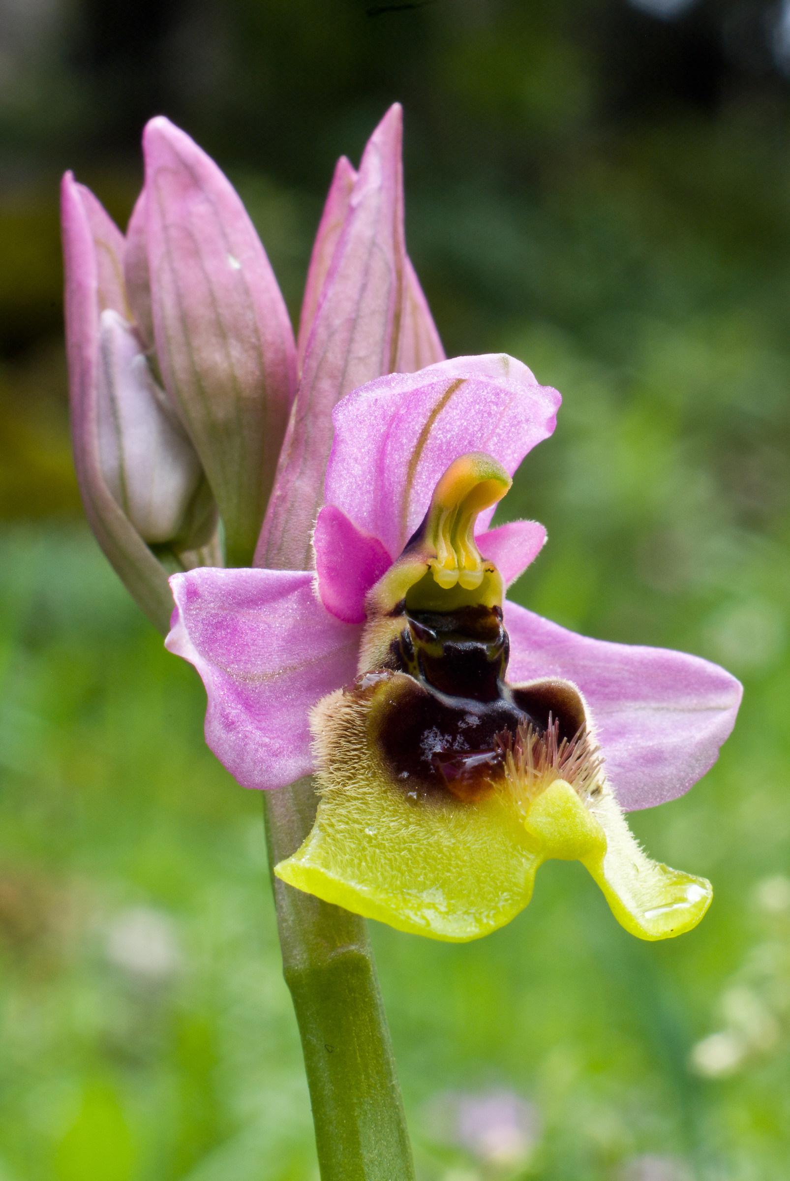 Ophrys tenthredinifera var ficalhoana