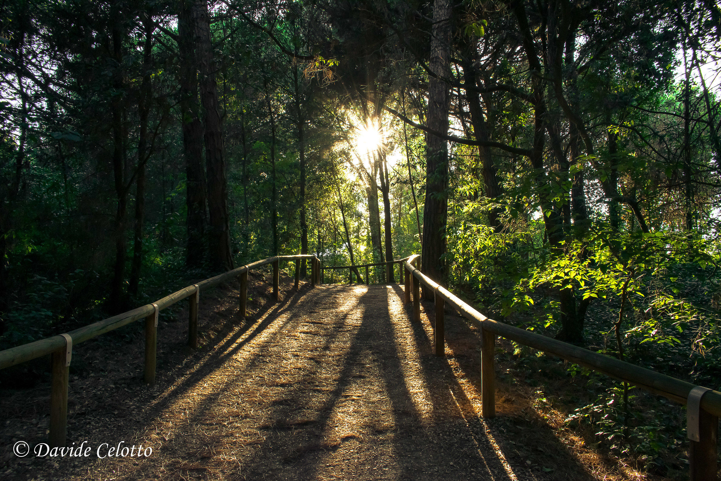 The sun piercing the leaves