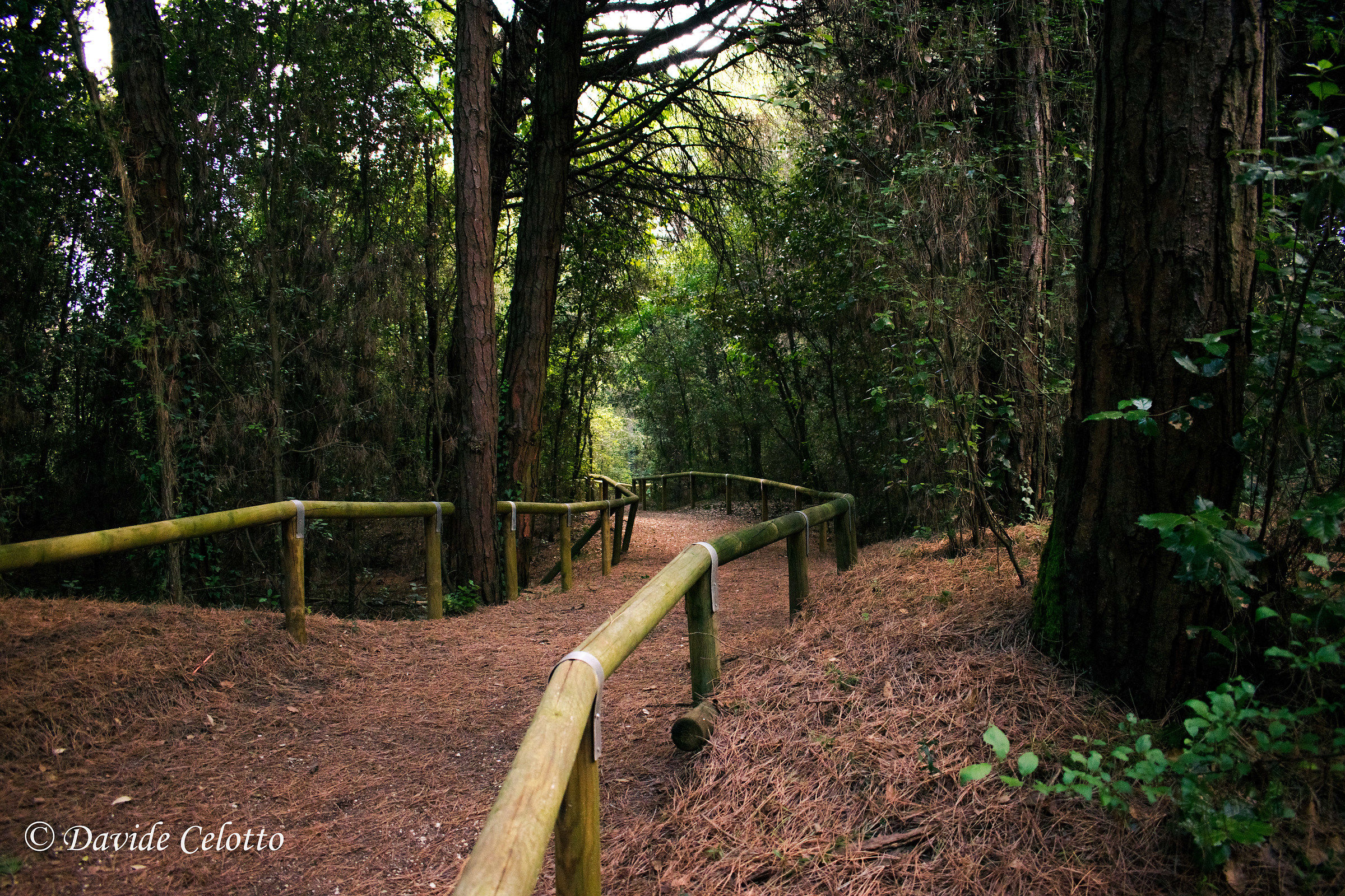 Plants of vegetation
