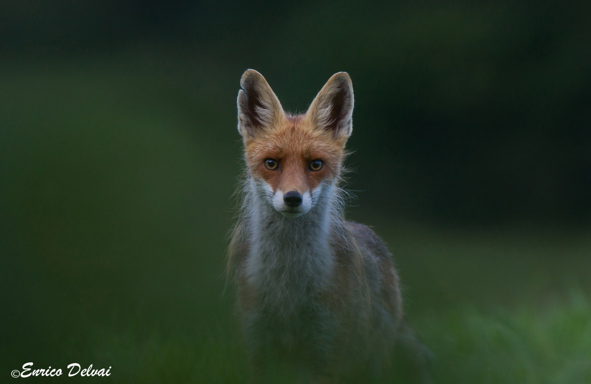 Ad un tratto uno sguardo...