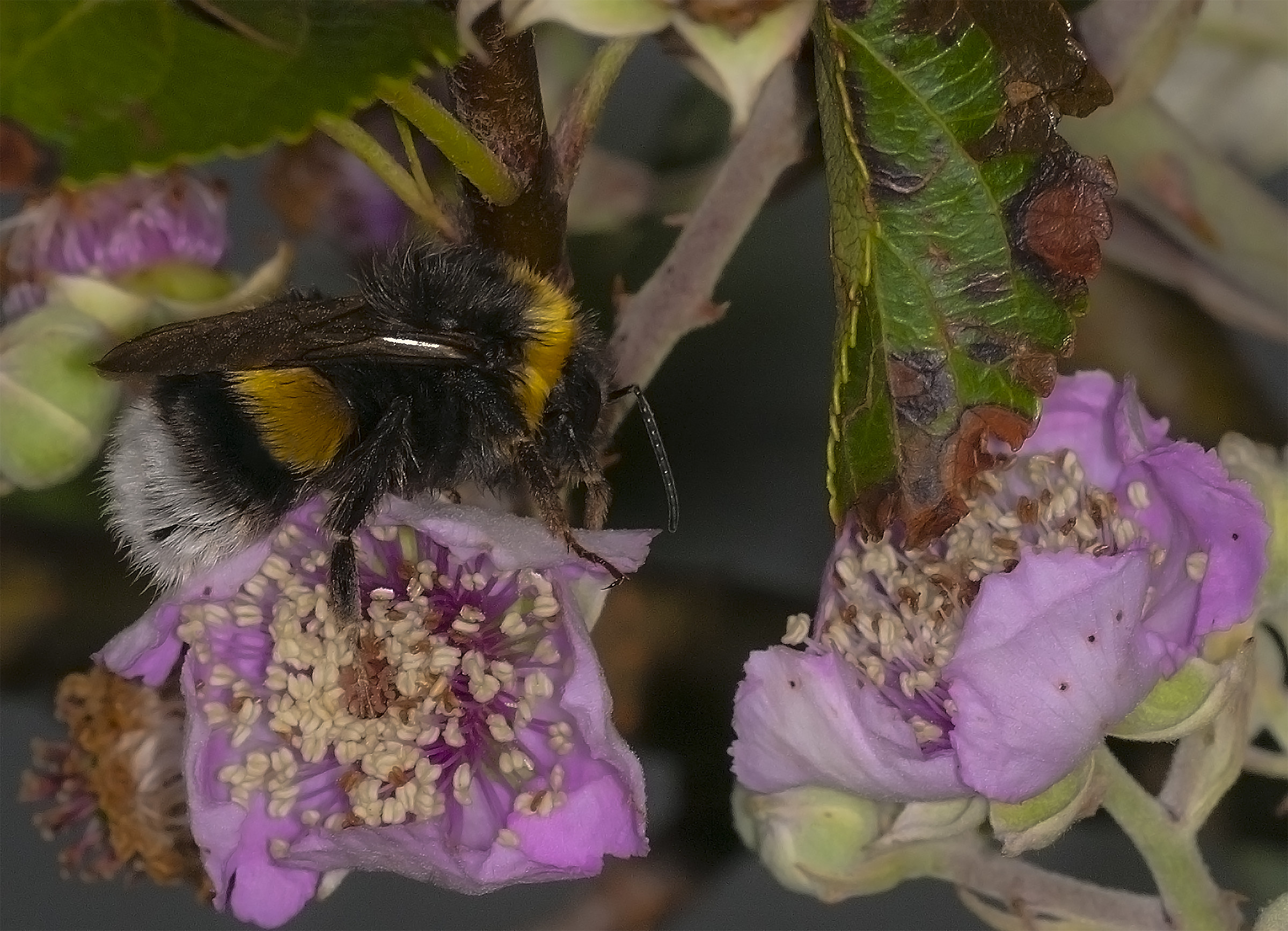 Bombus terrestris
