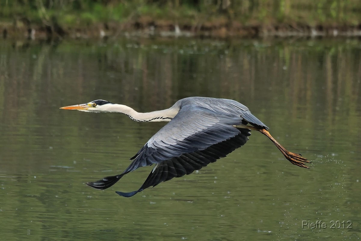 Grey Heron ...
