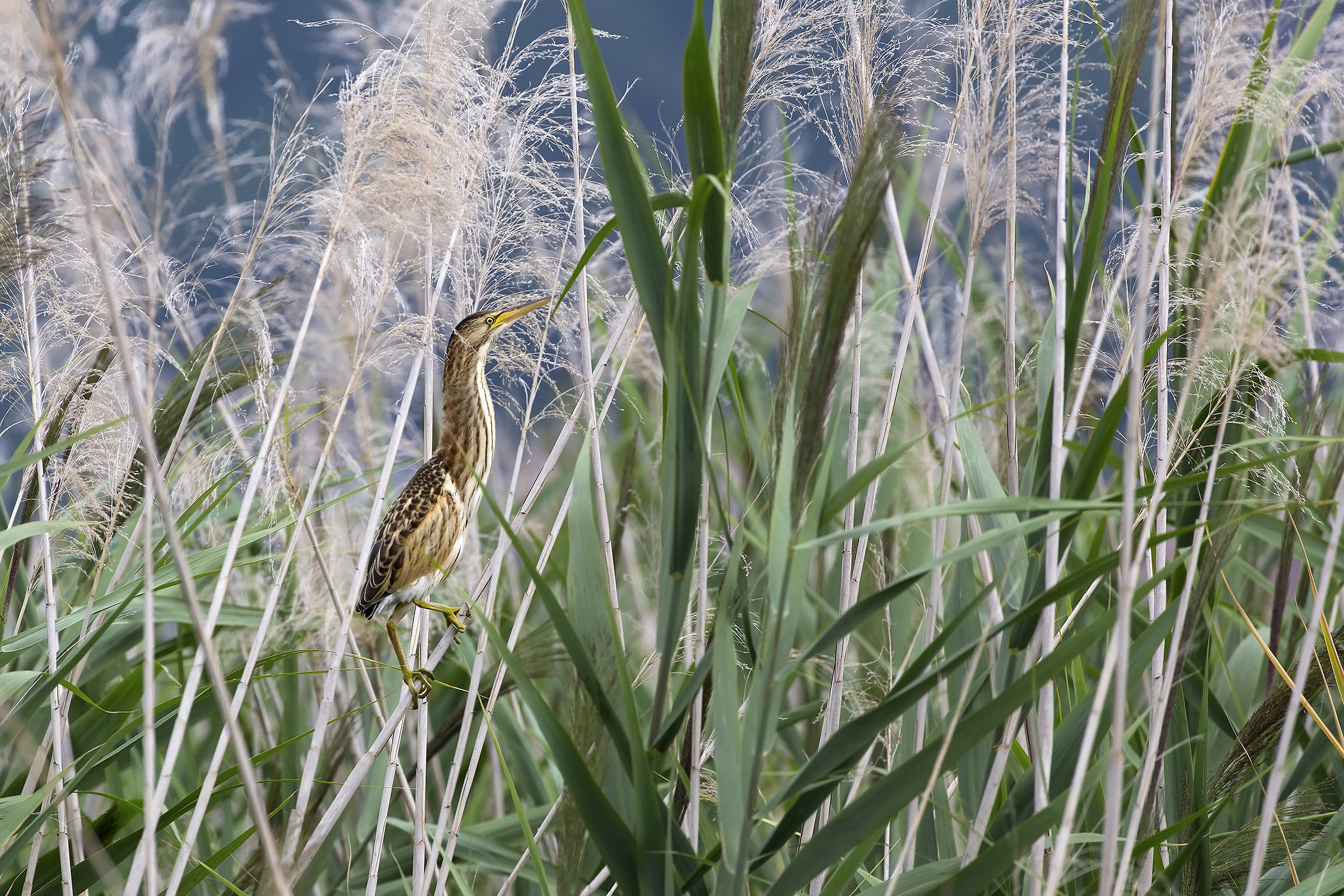 Il principe del canneto
