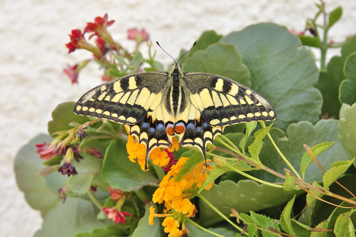 Machaon