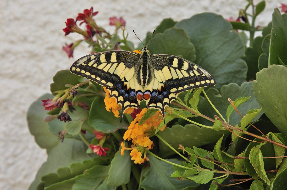 Machaon
