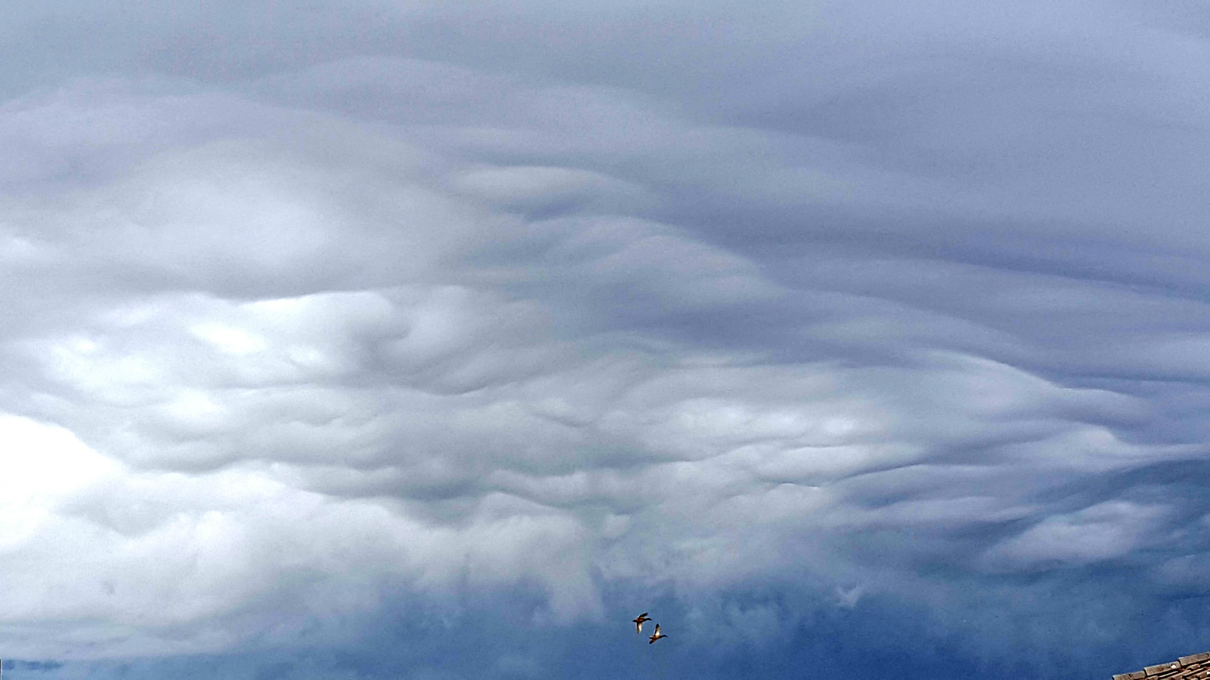 Asperatus undulatus