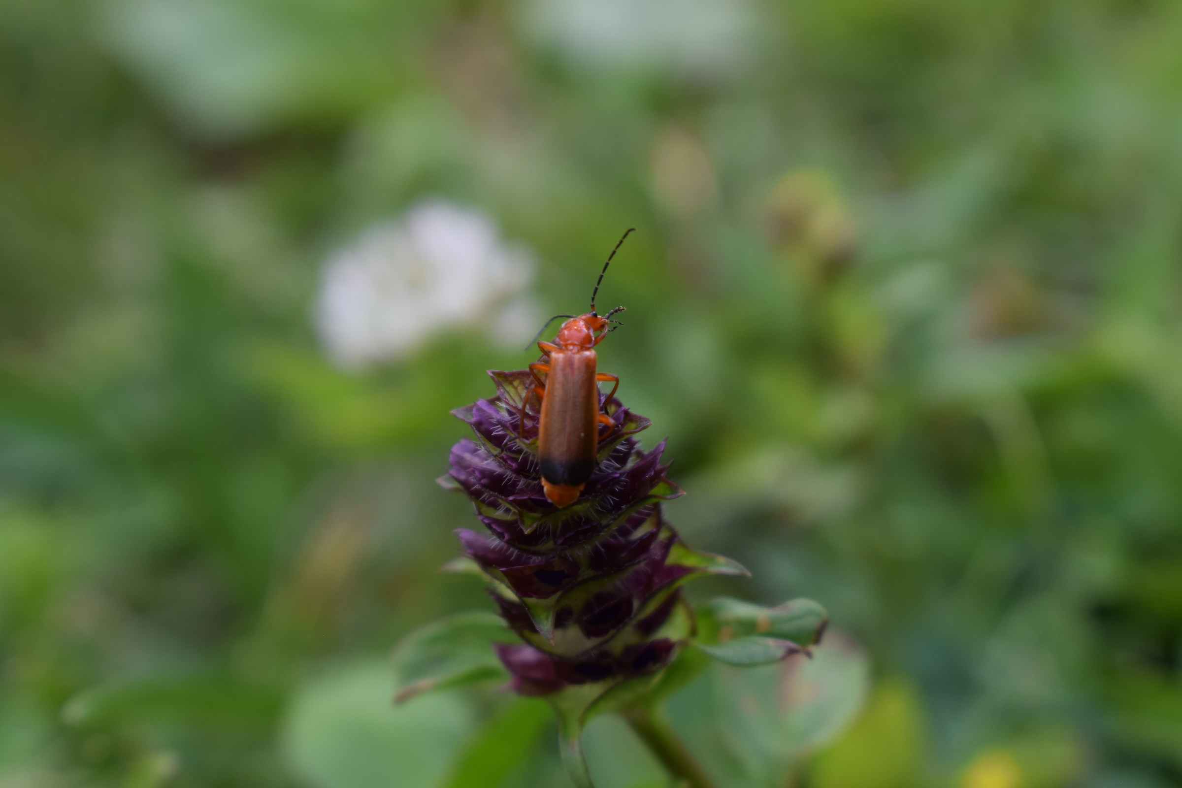 meriggiando su di un fiore