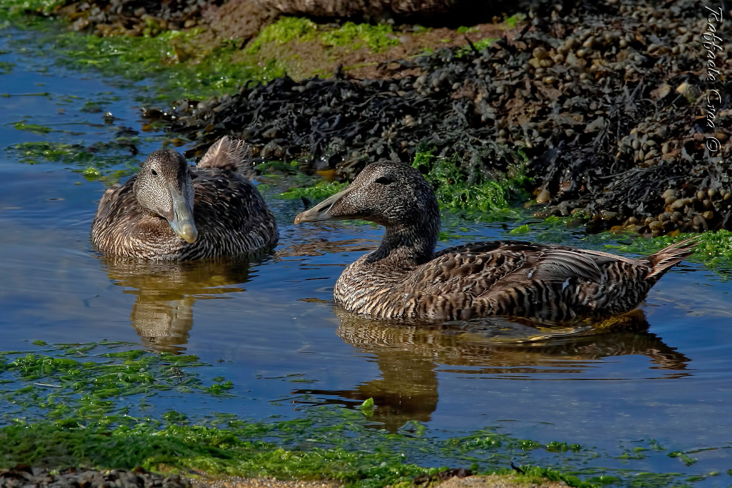 Eider ducks.