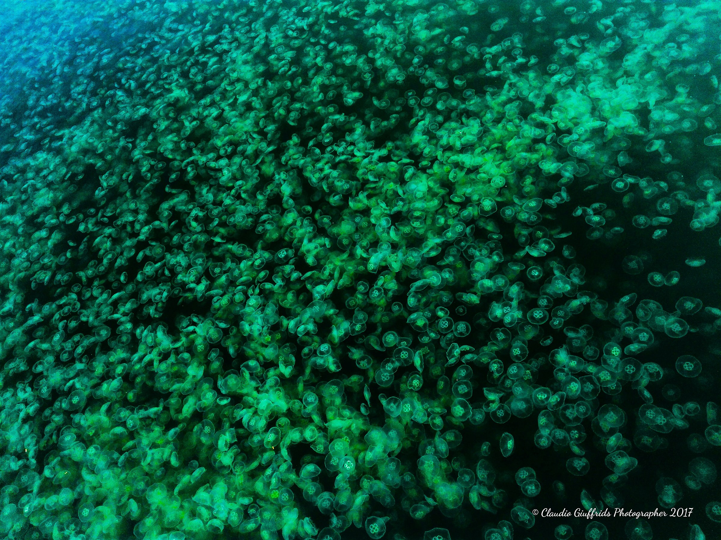 Eye-catching jellyfish