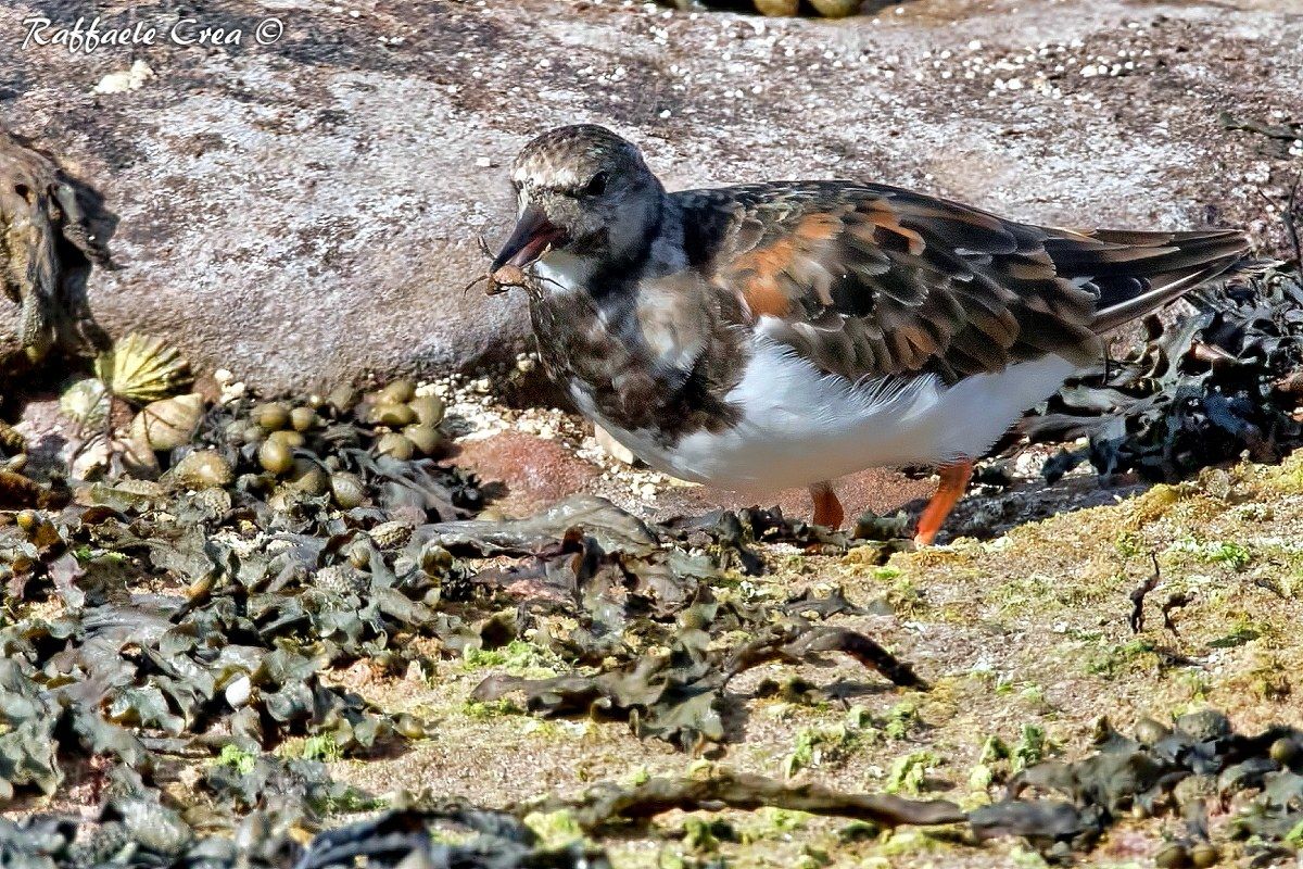 Voltapietre with small crab.