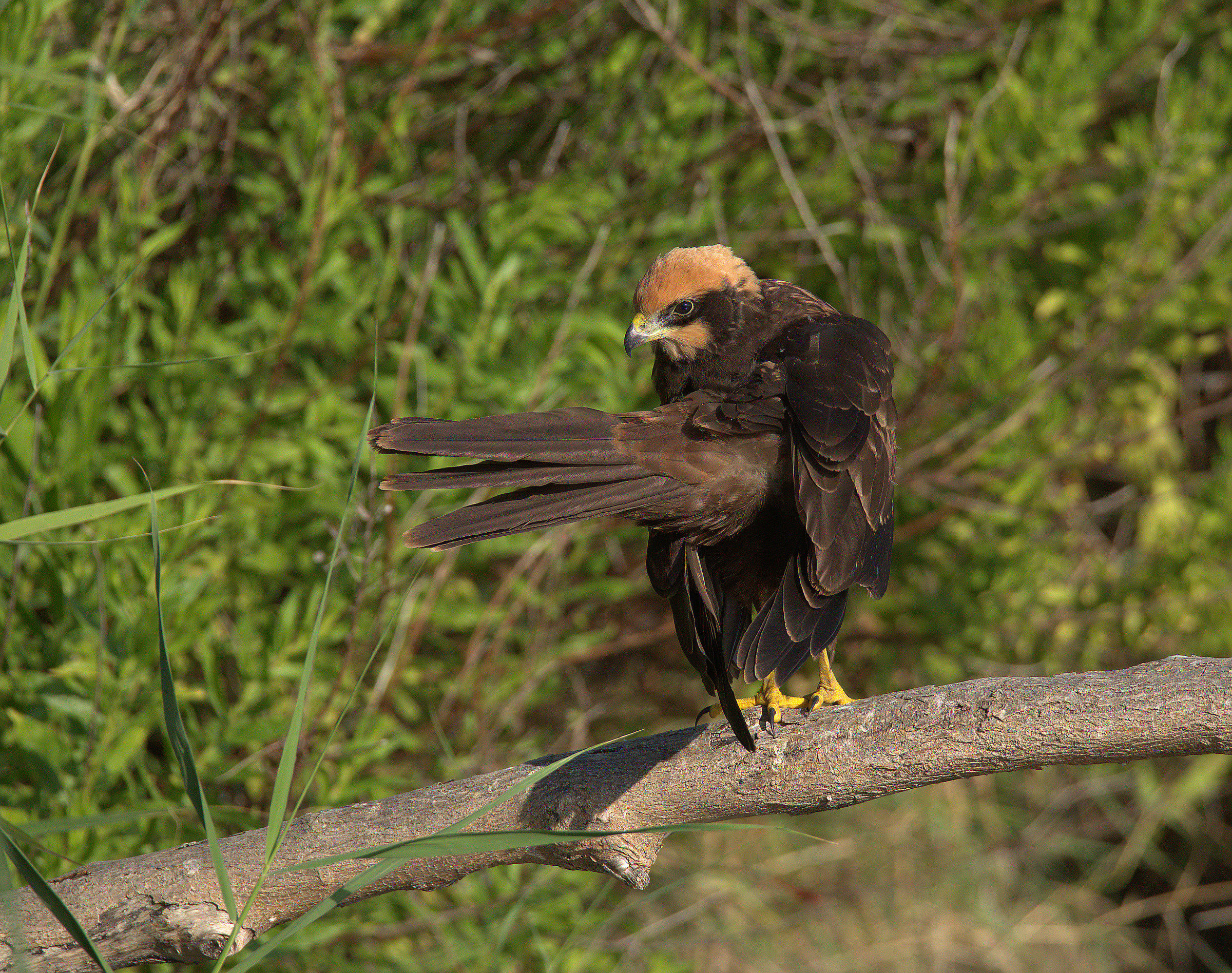 Falco di palude femmina
