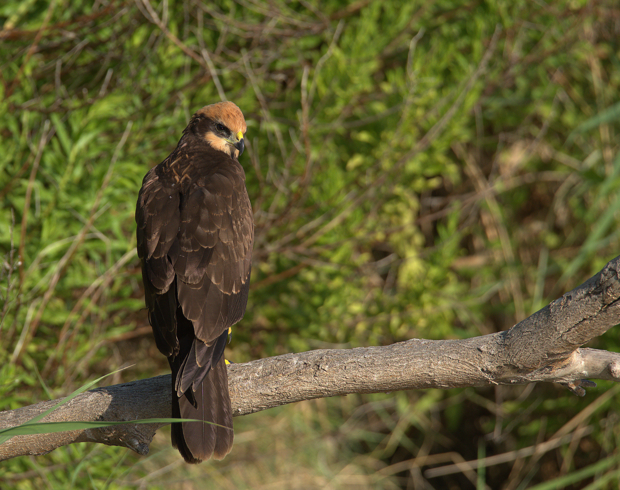 Falco di palude femmina