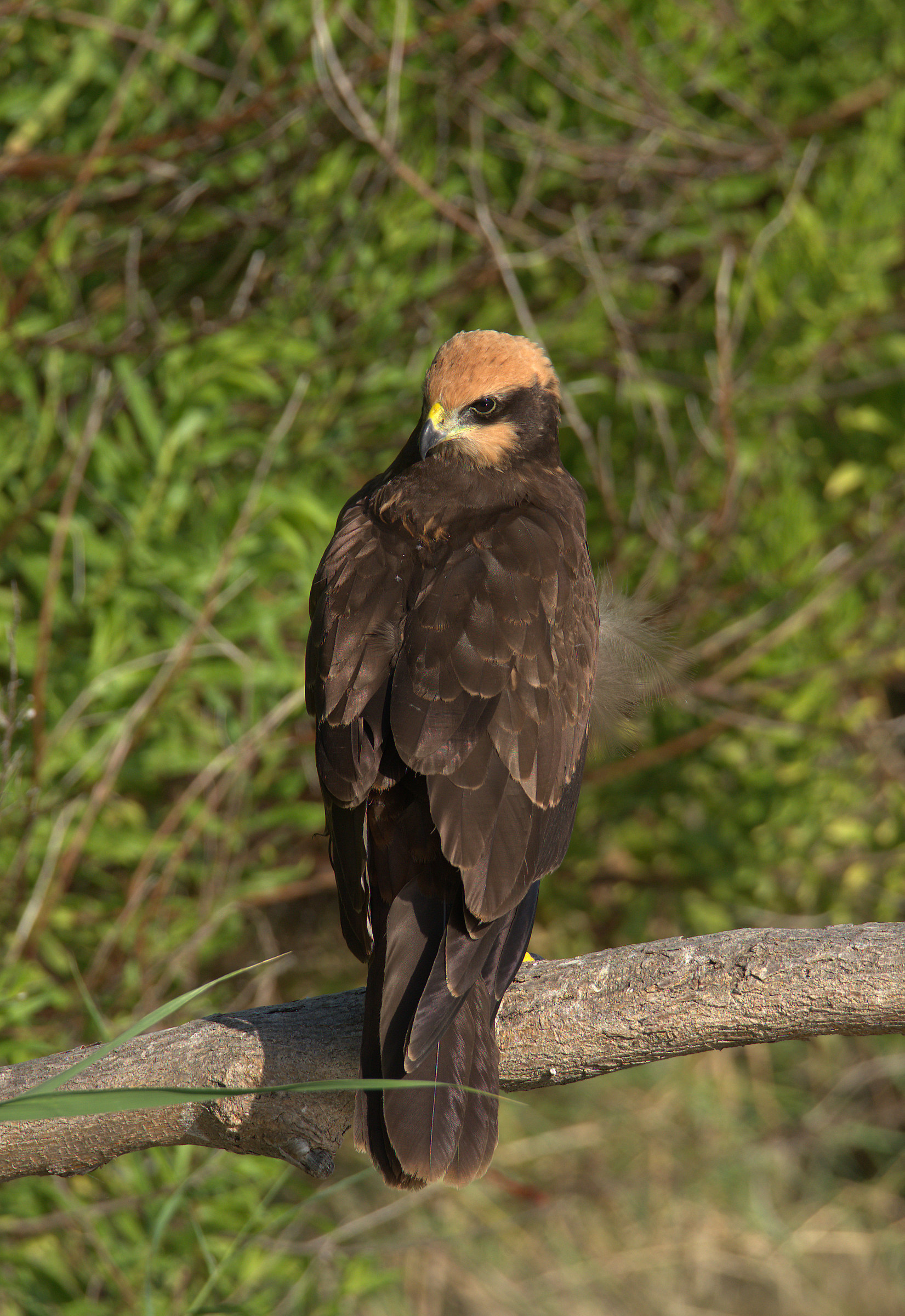 Falco di palude femmina