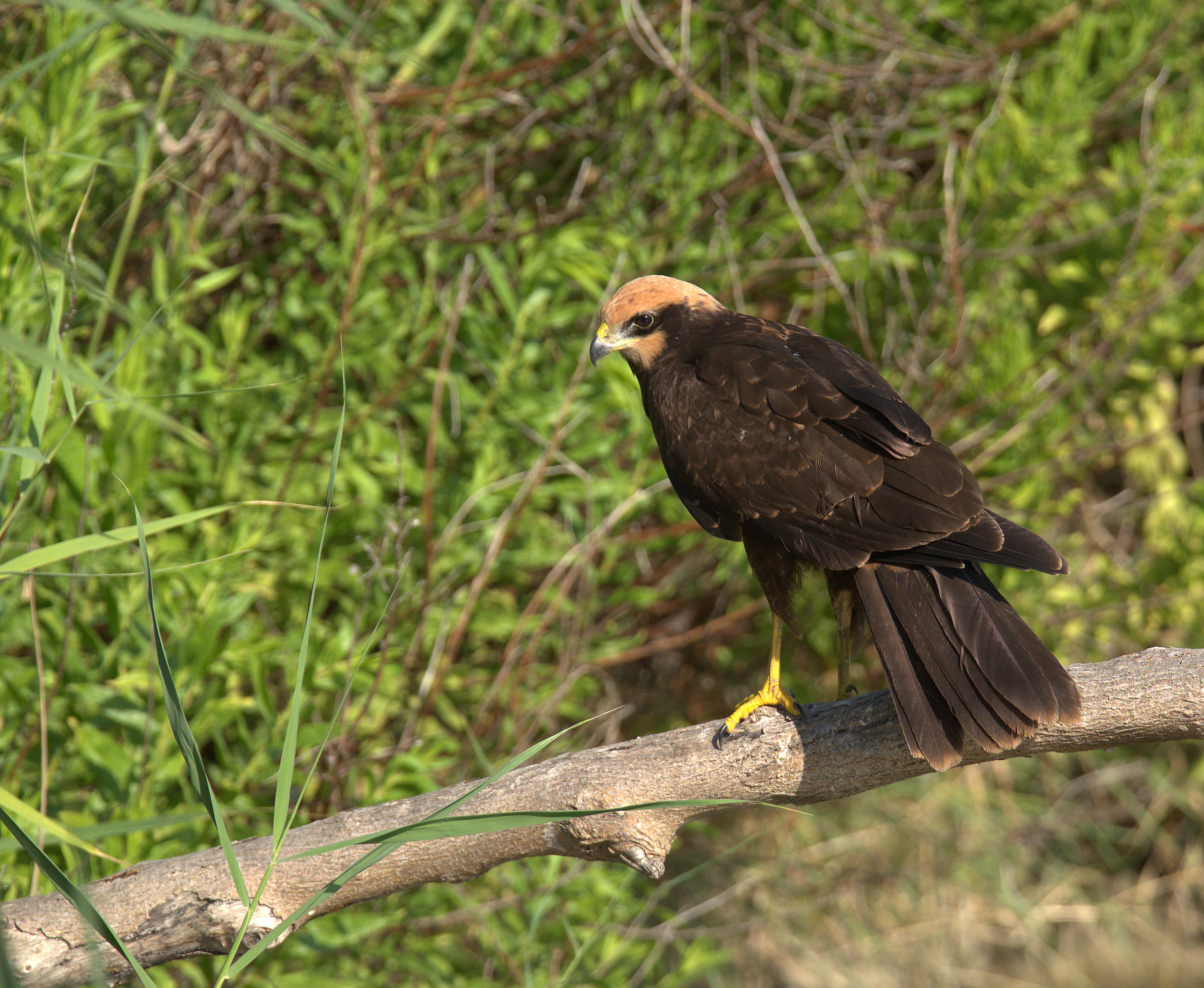 Falco di palude femmina