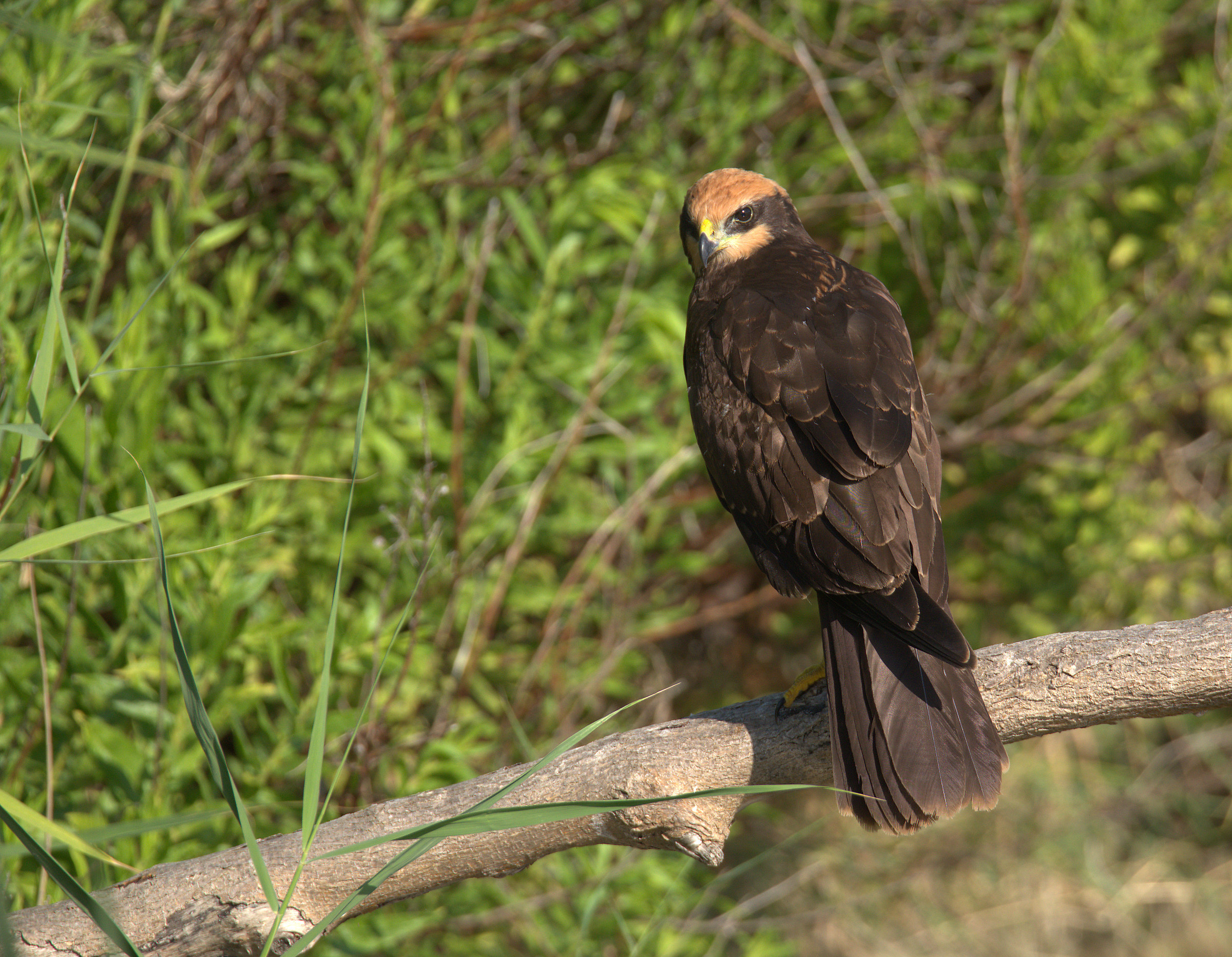 Falco di palude femmina