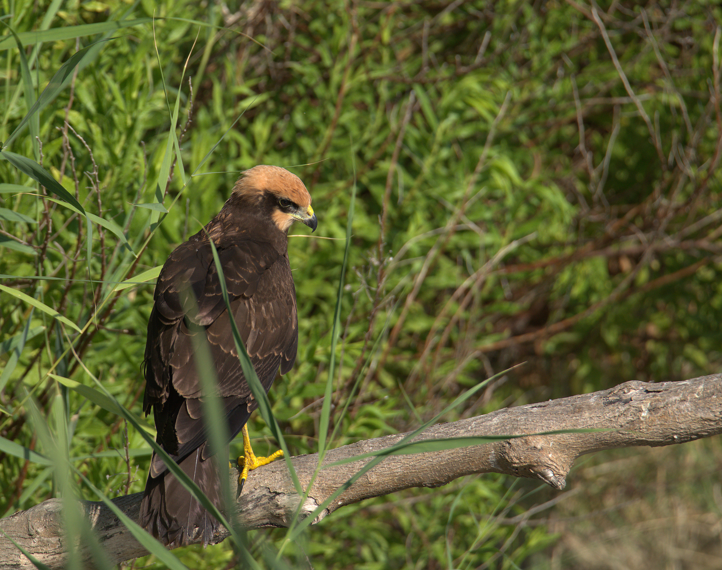 Falco di palude femmina