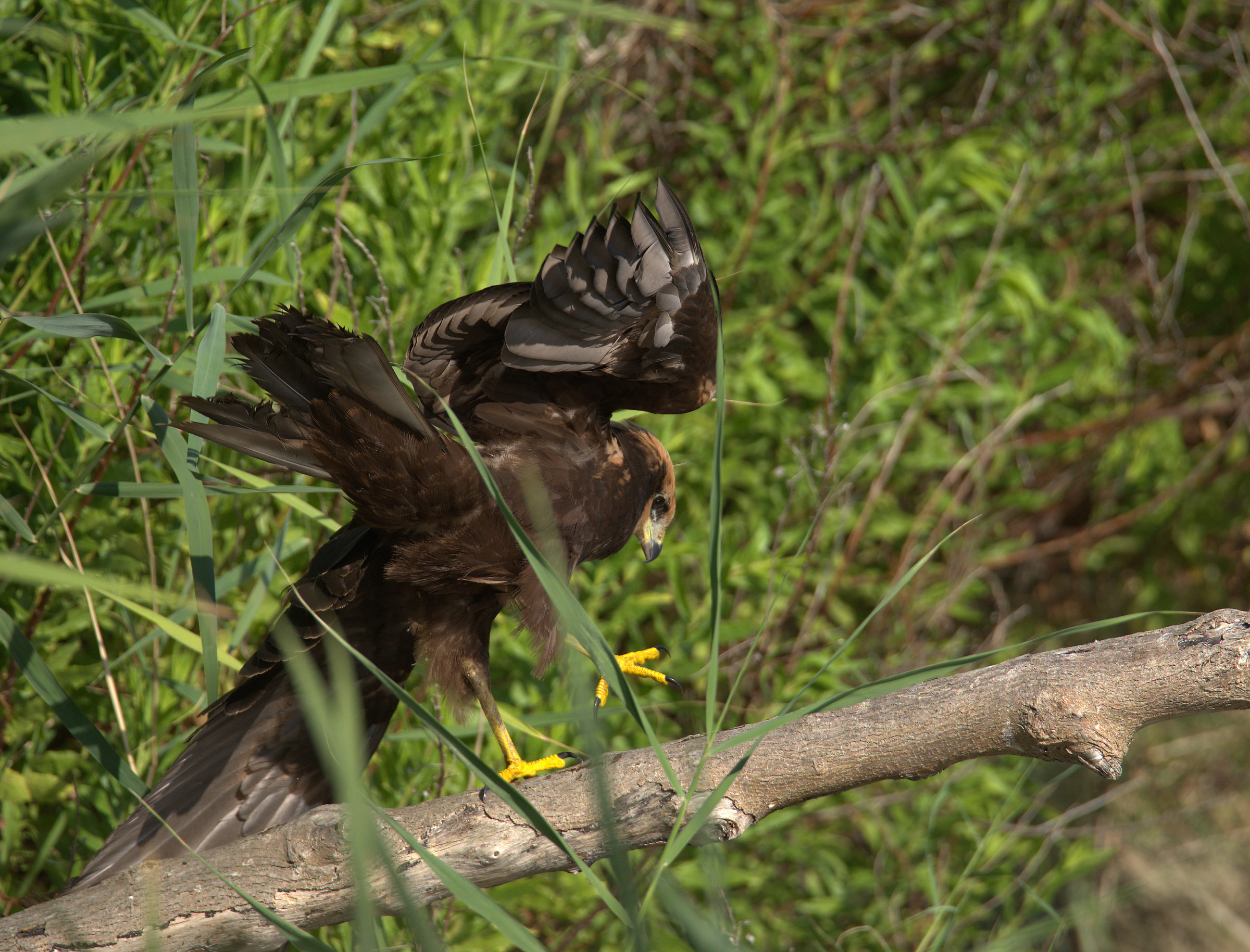 Falco di palude femmina