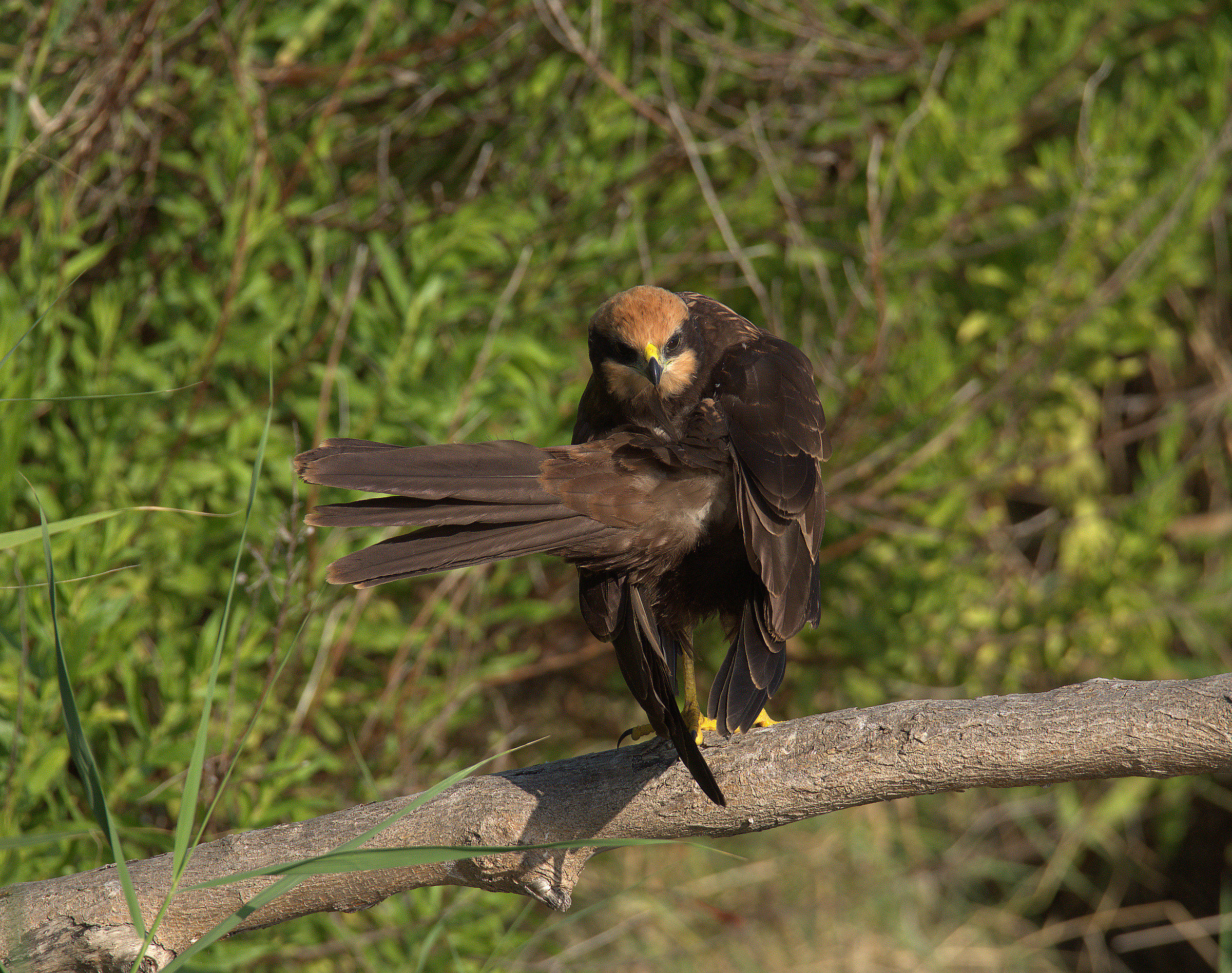 Falco di palude femmina