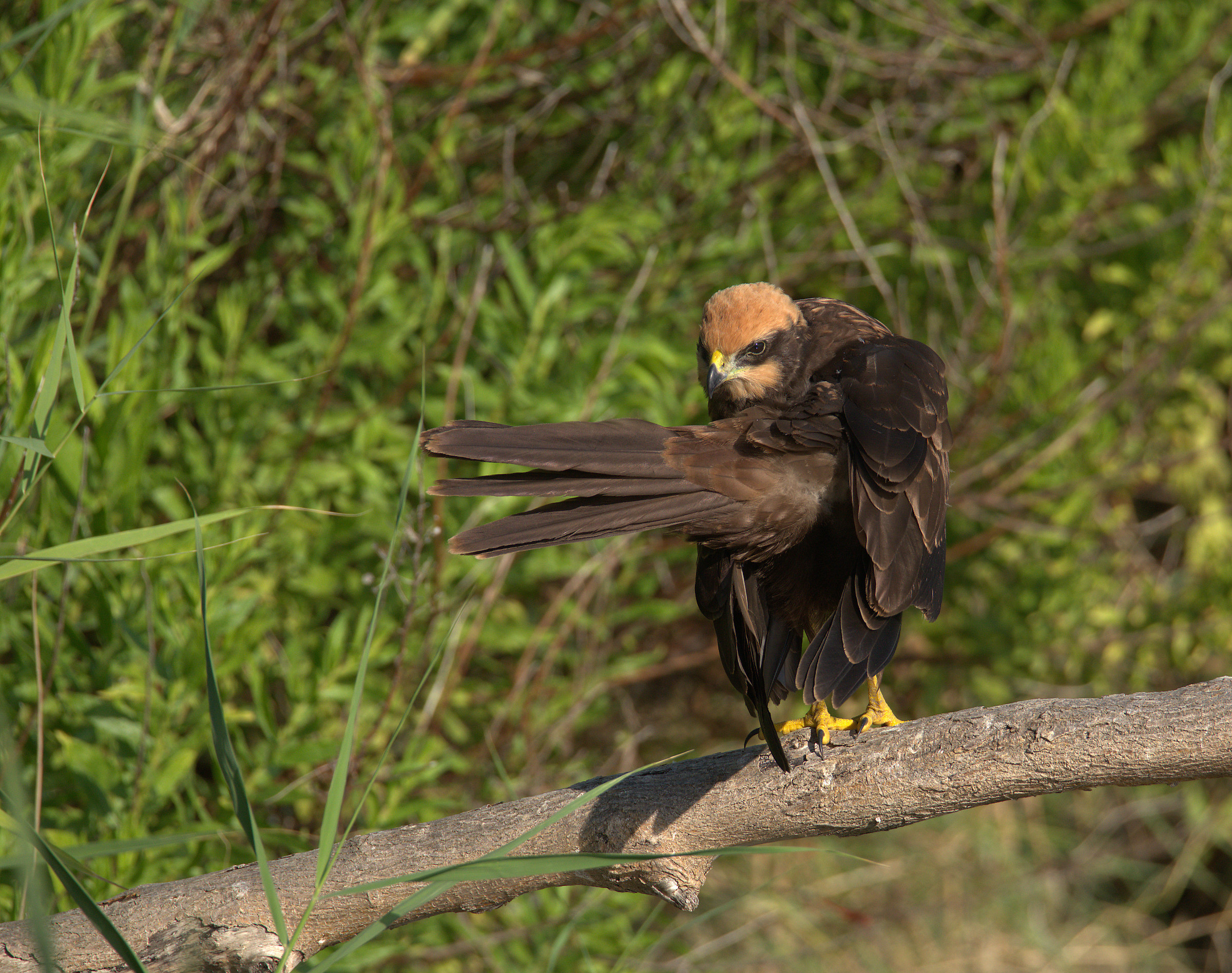 Falco di palude femmina
