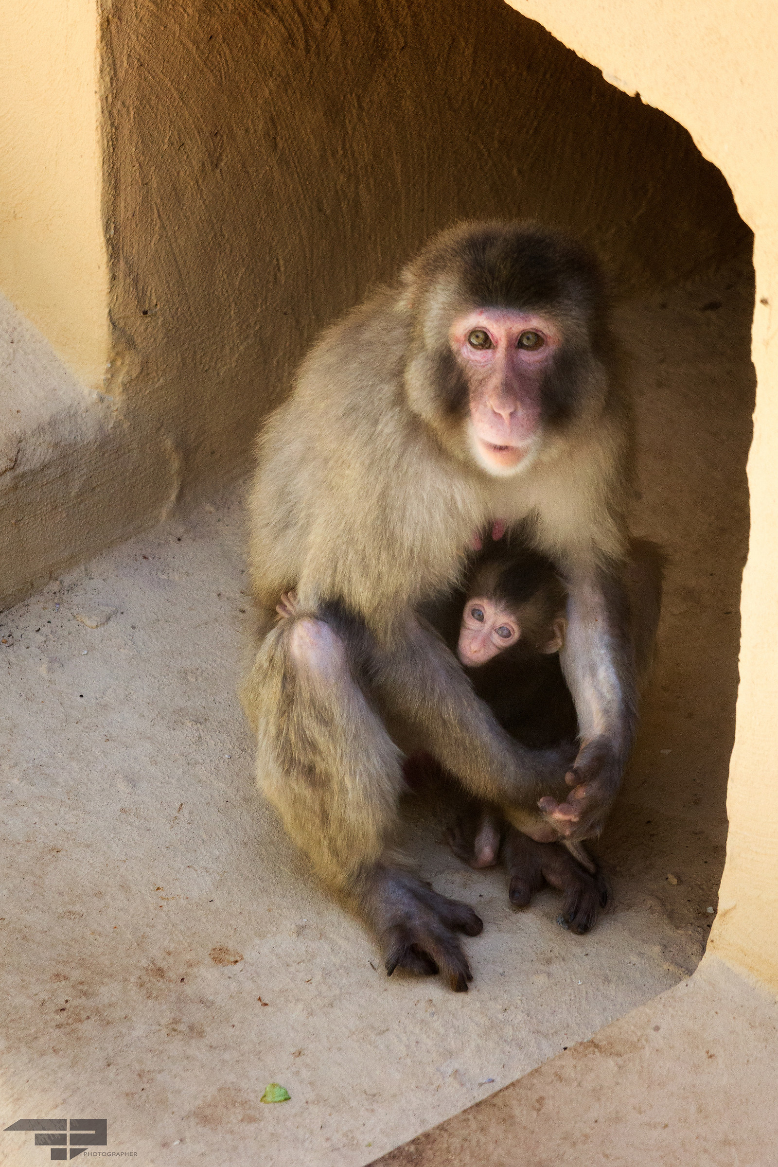 Madre e cucciolo di Macachi del Giappone