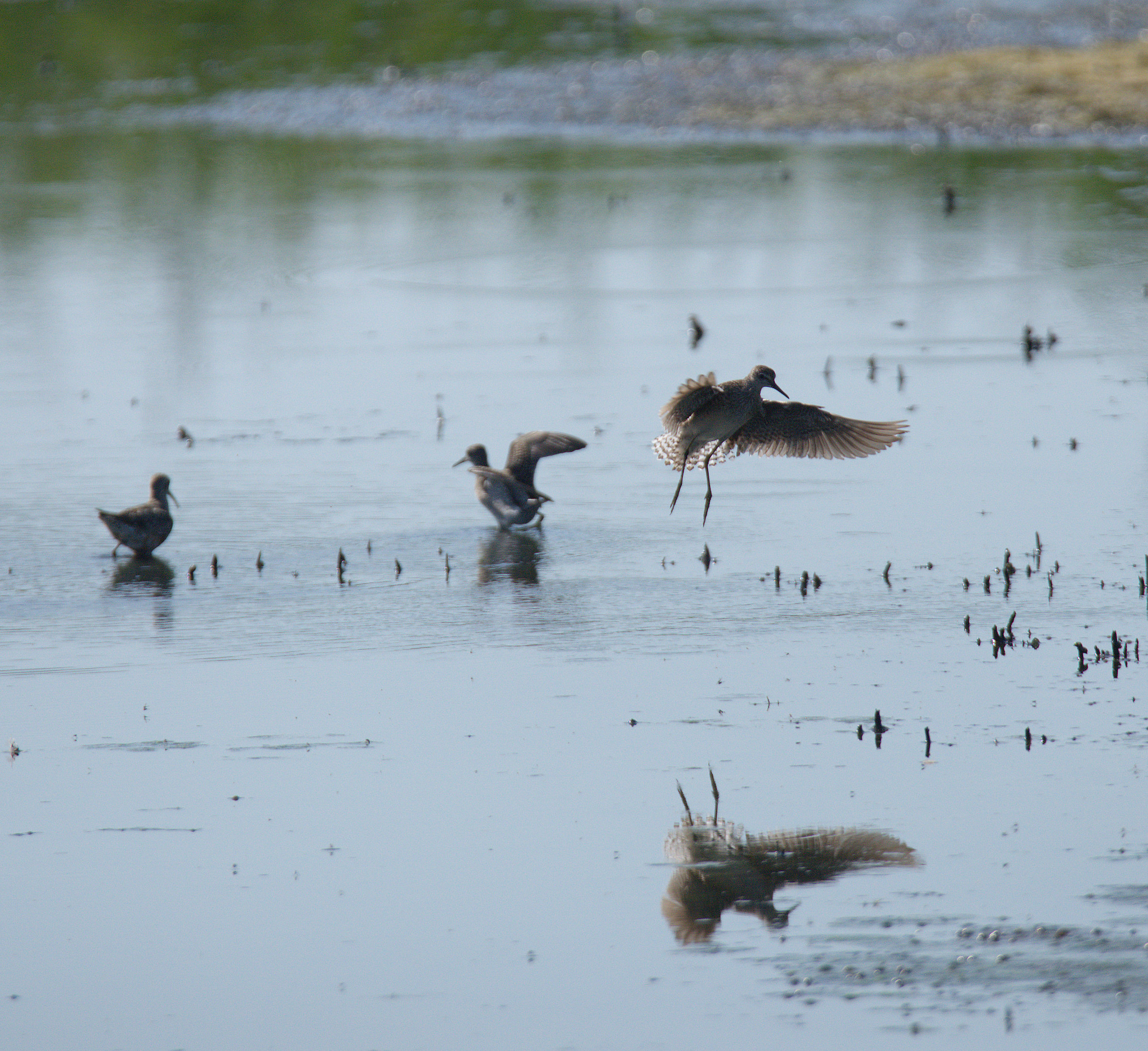 Pyro piro boschereccio