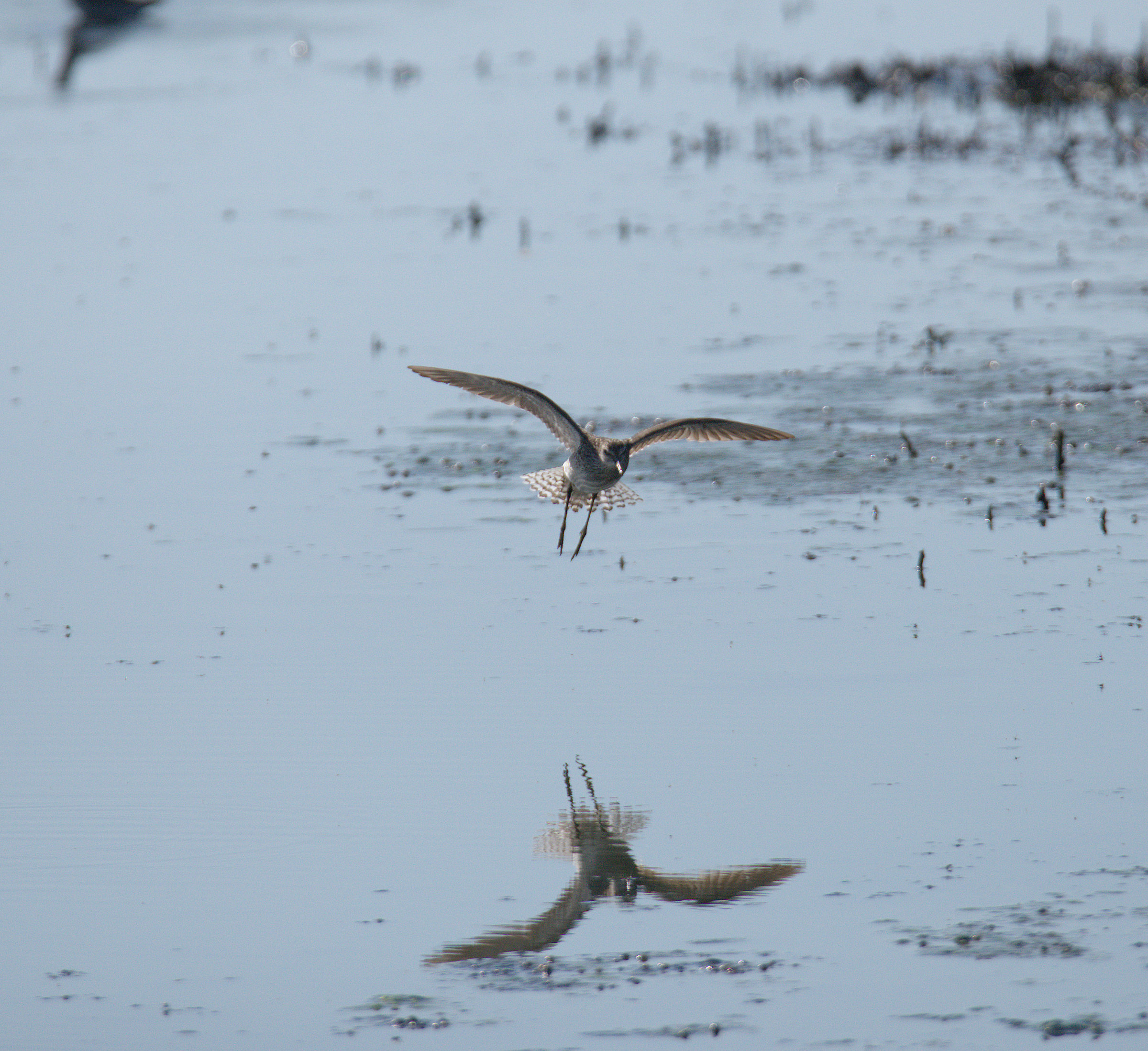 Pyro piro boschereccio