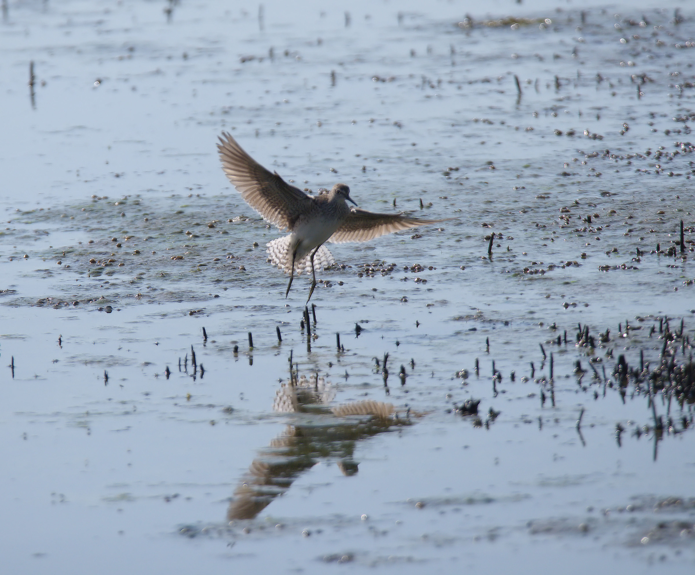 Pyro piro boschereccio