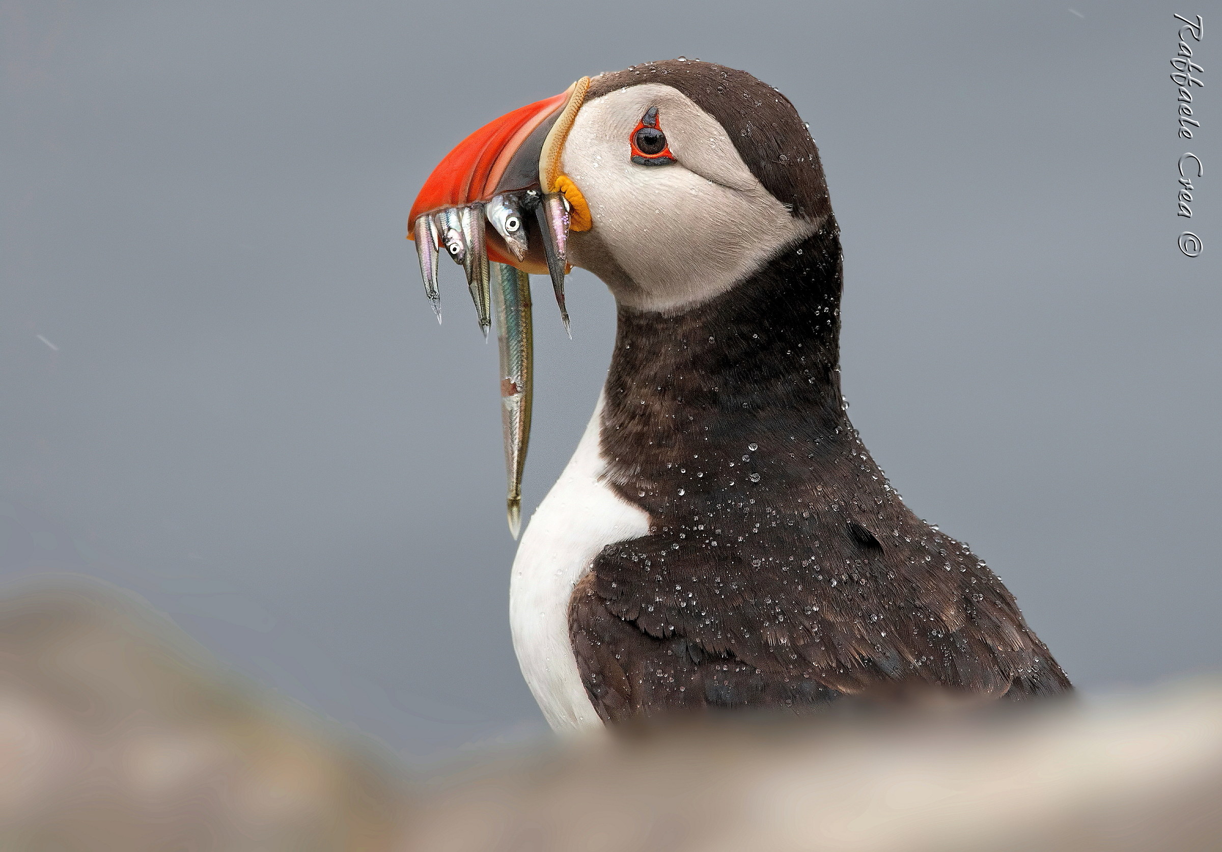 Puffin with rain