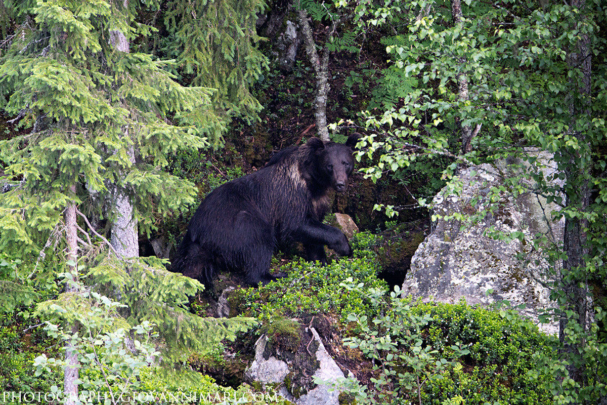 The forest and the bear