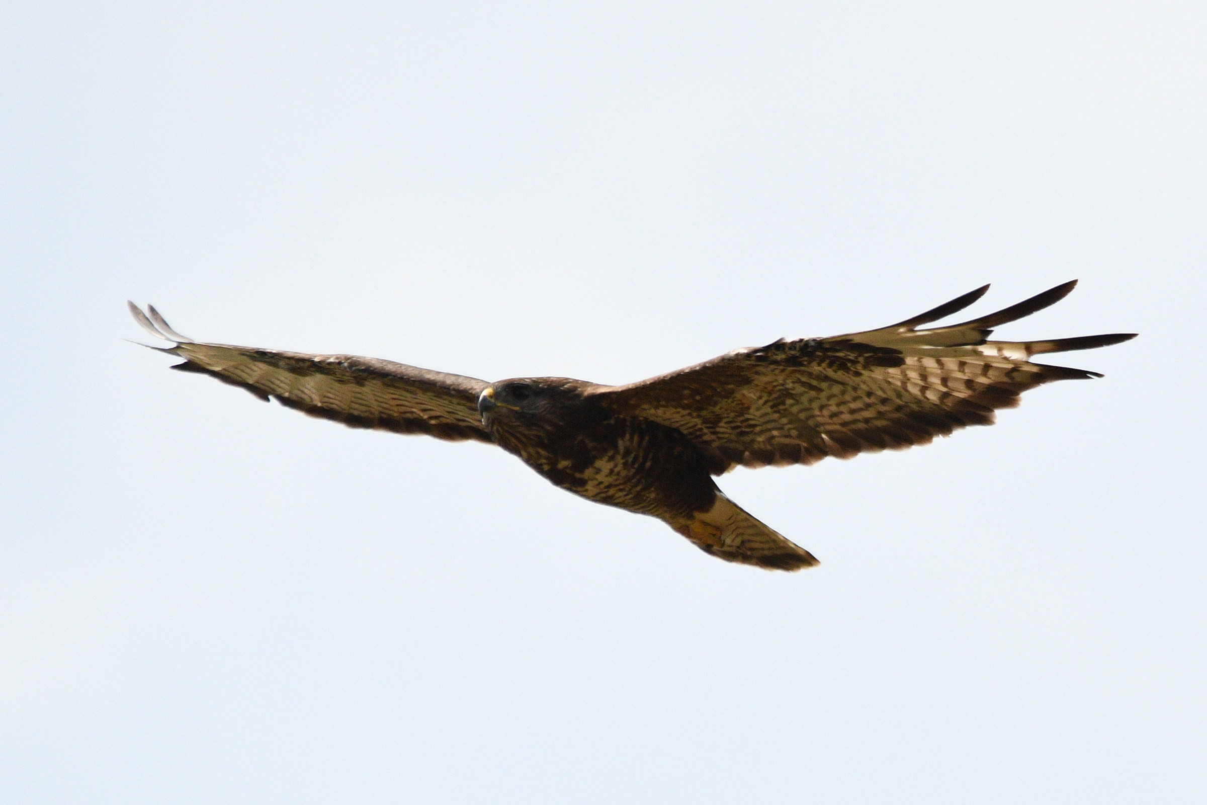 Buzzard